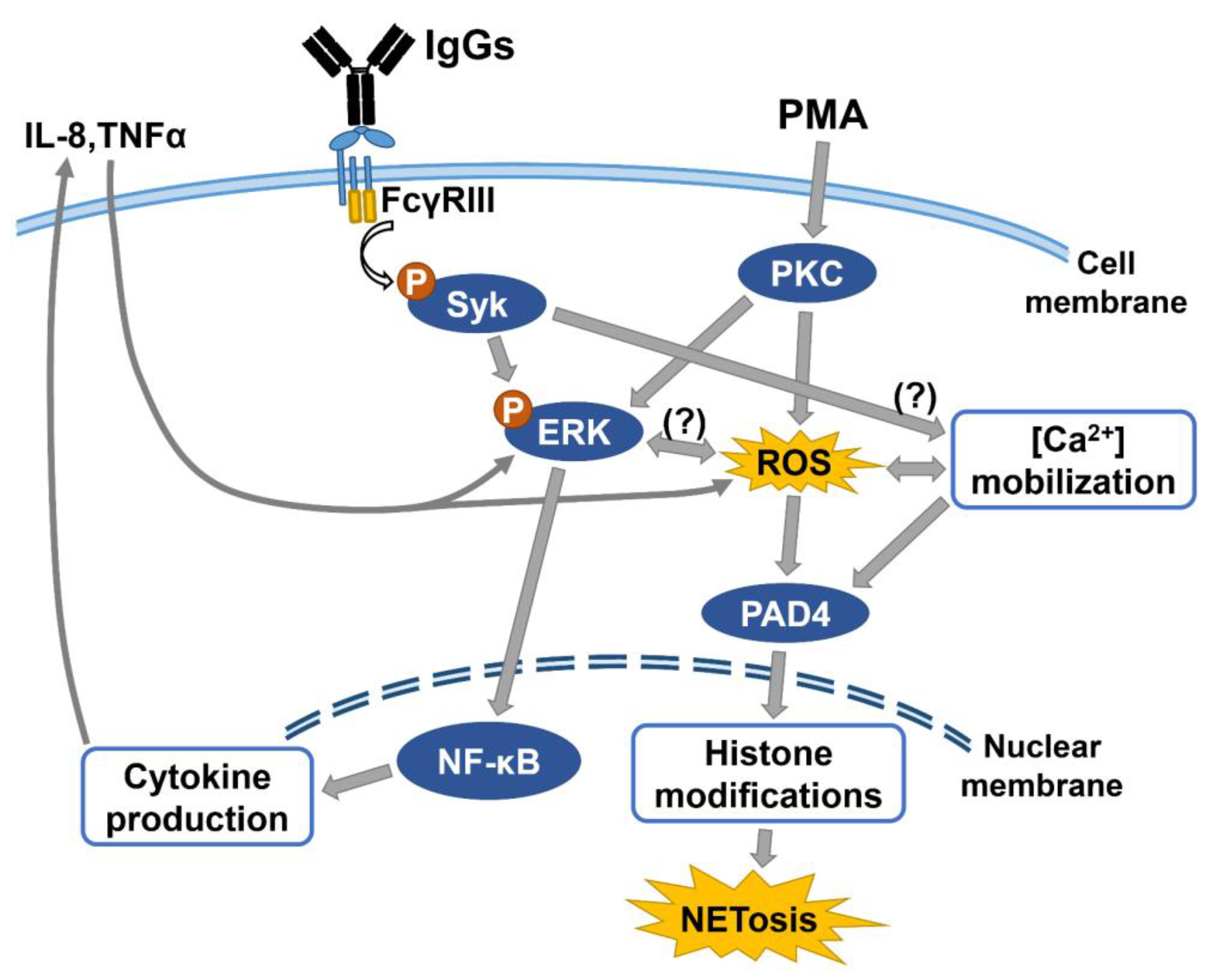 Biomedicines 09 01127 g008