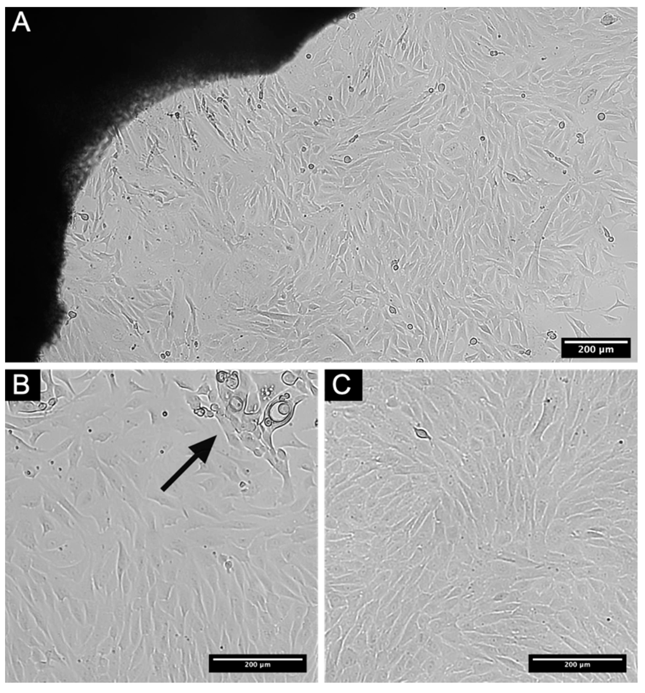 Biomedicines 09 01134 g001