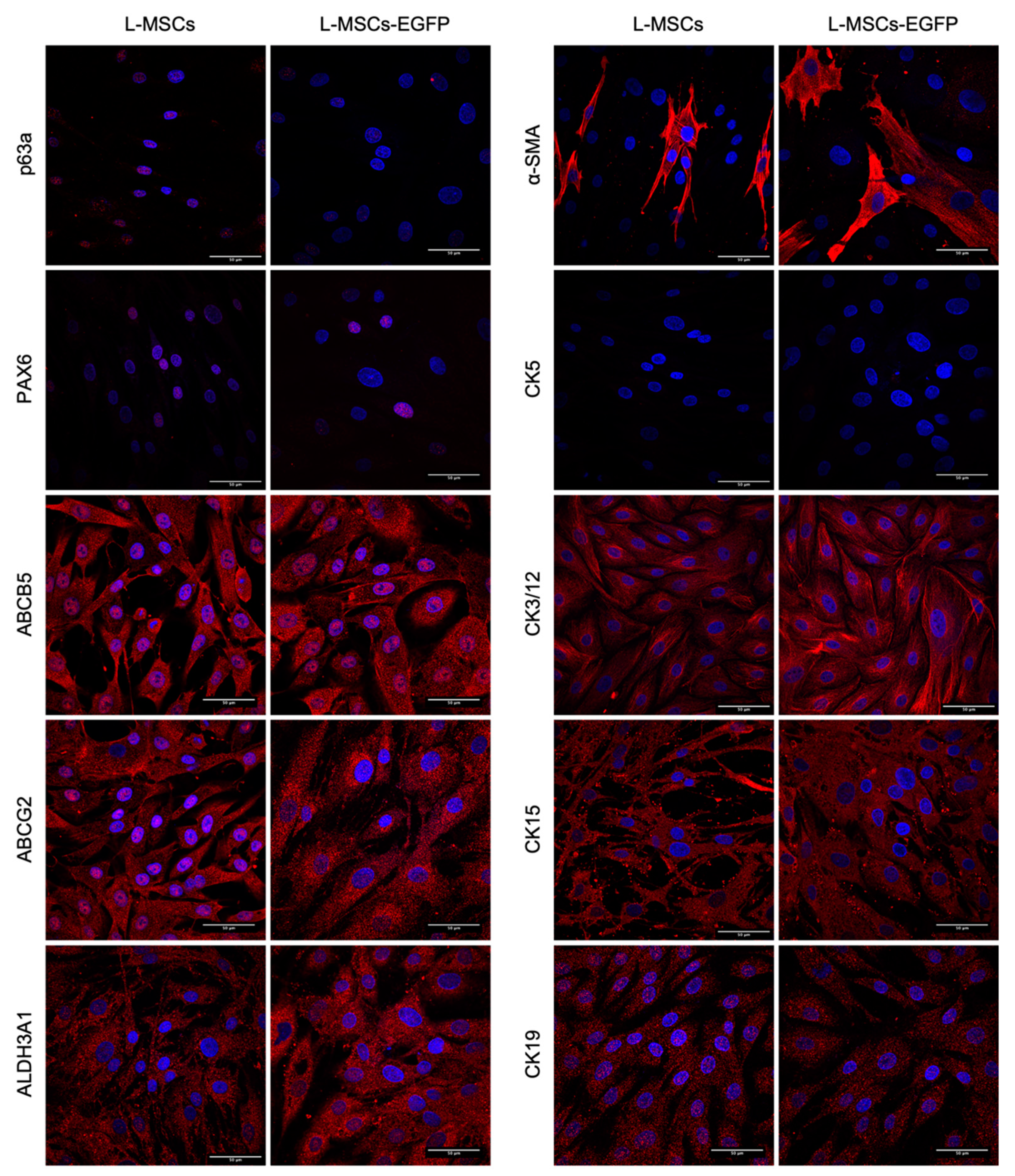 Biomedicines 09 01134 g003