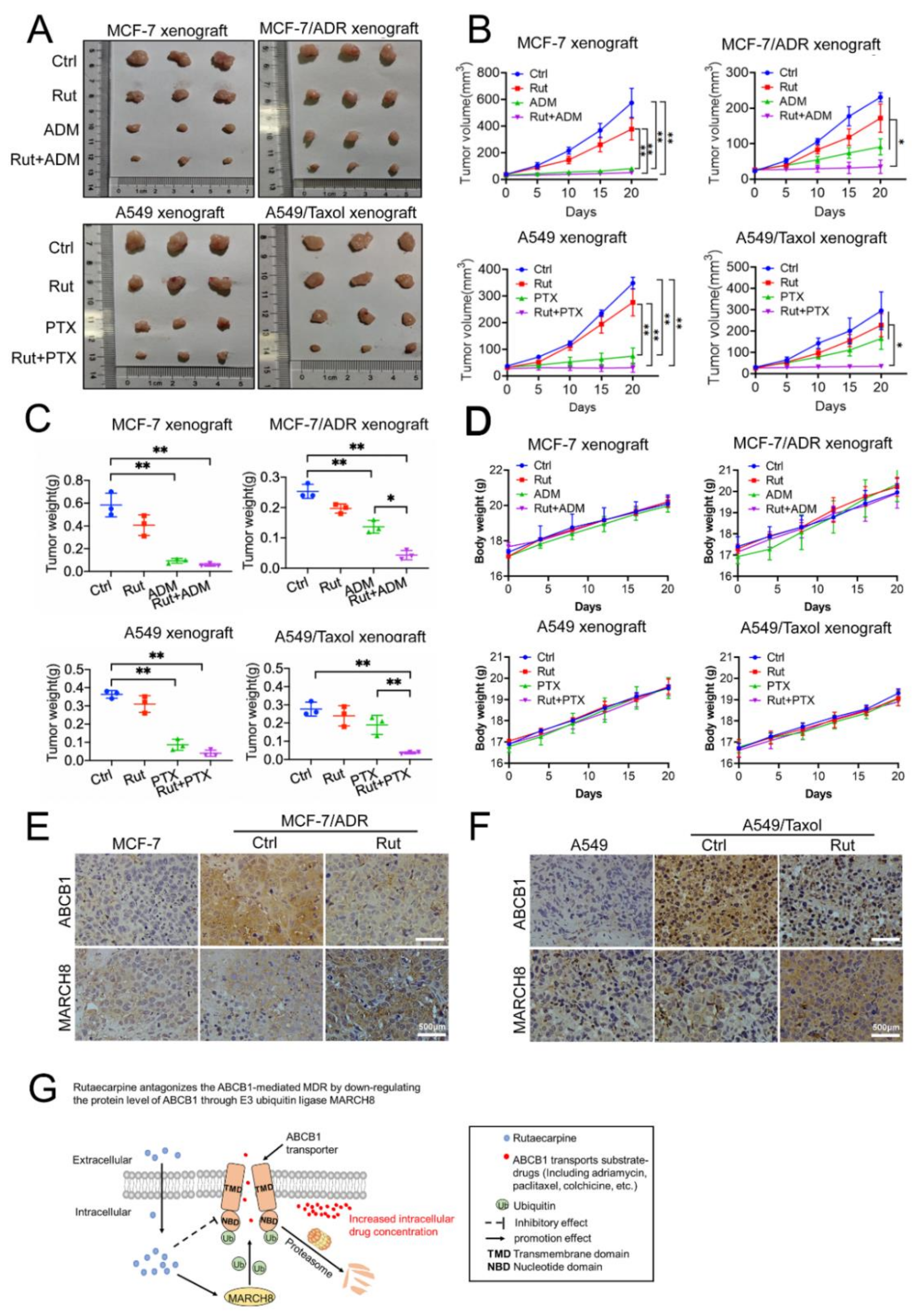Biomedicines 09 01143 g008