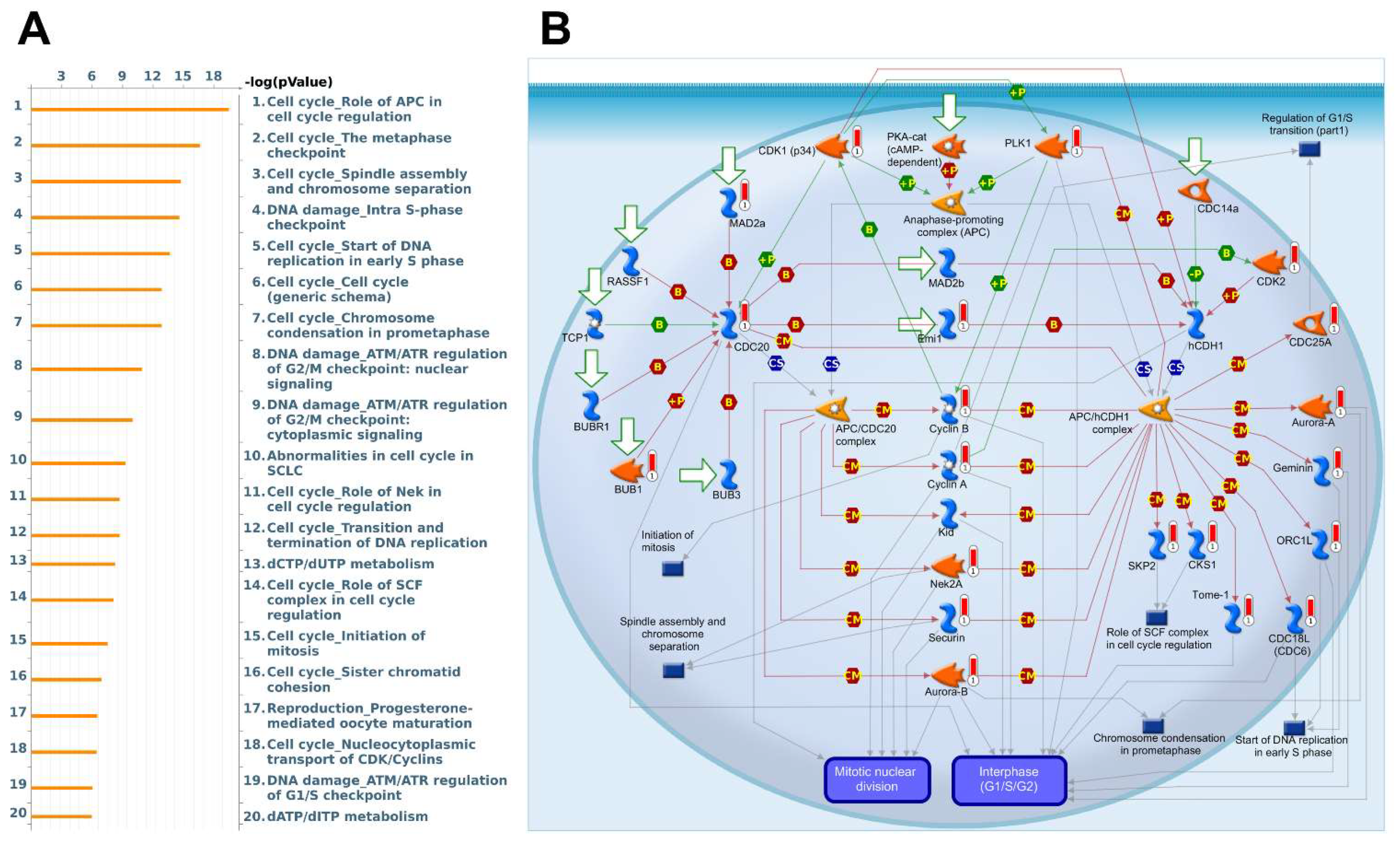 Biomedicines 09 01144 g008