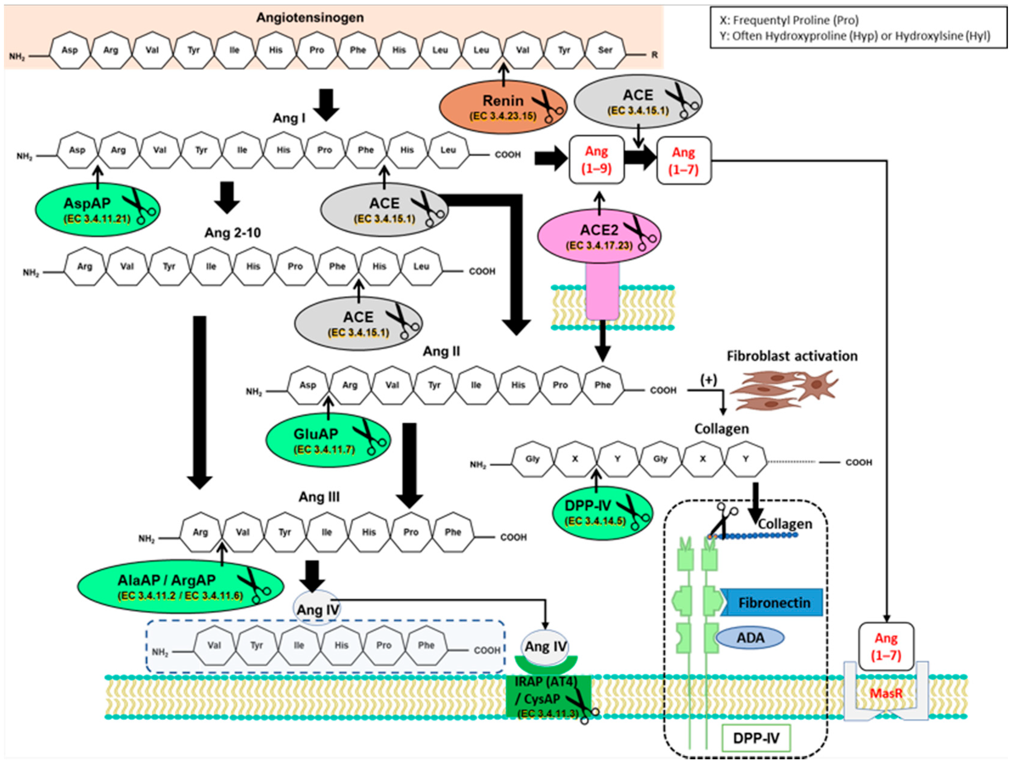 Biomedicines 09 01149 g001