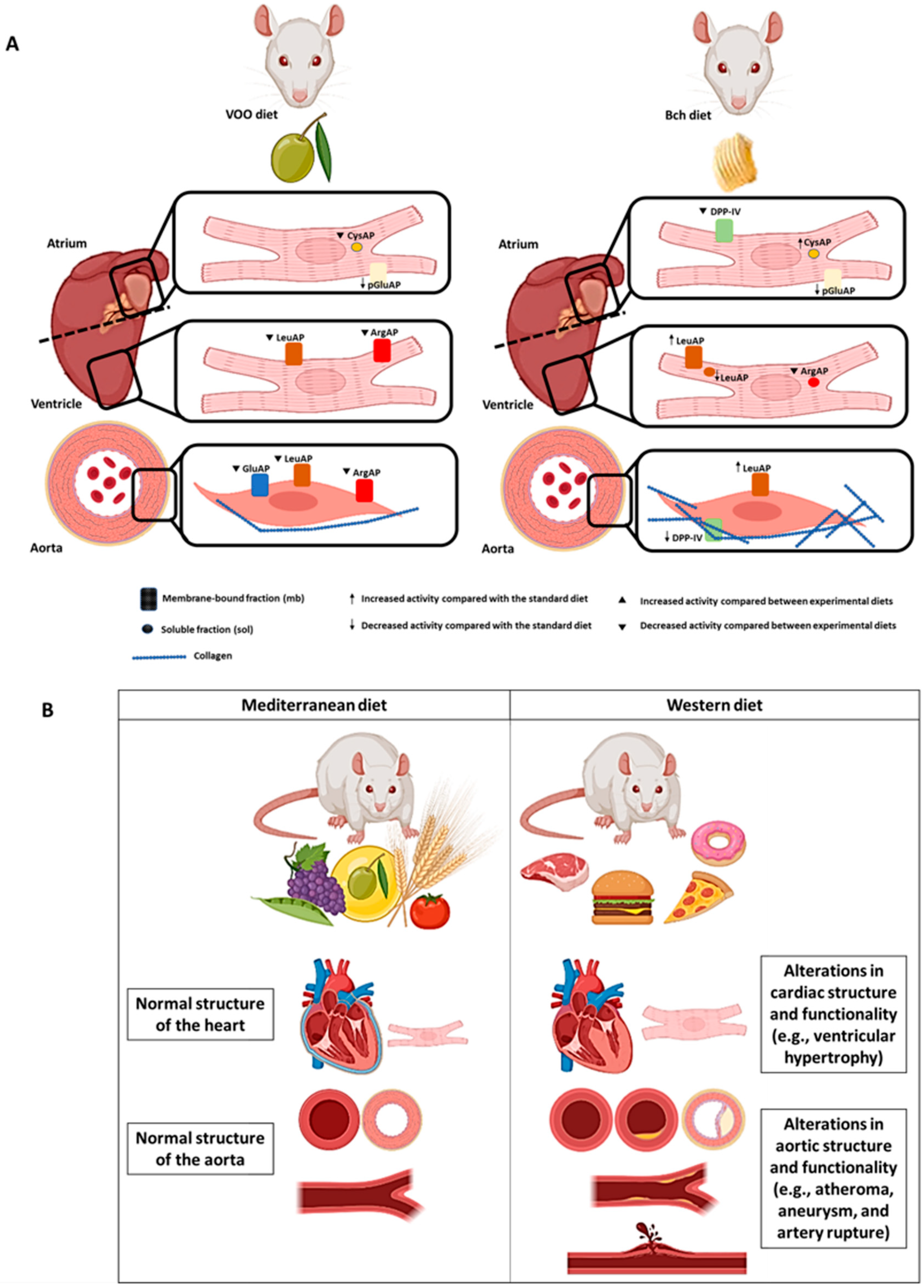 High-Fat Diets Modify the Proteolytic Activities of