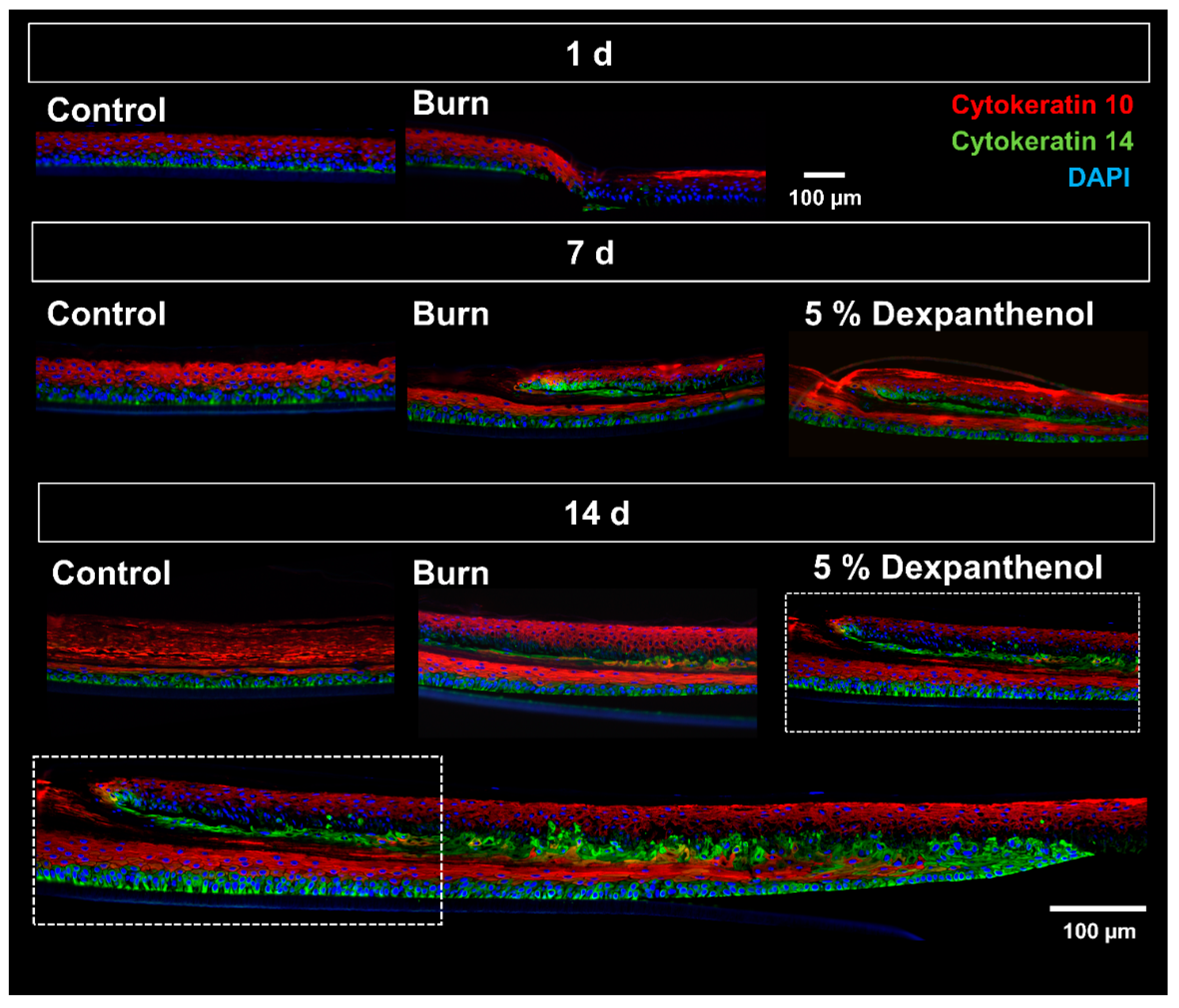 Biomedicines 09 01153 g003