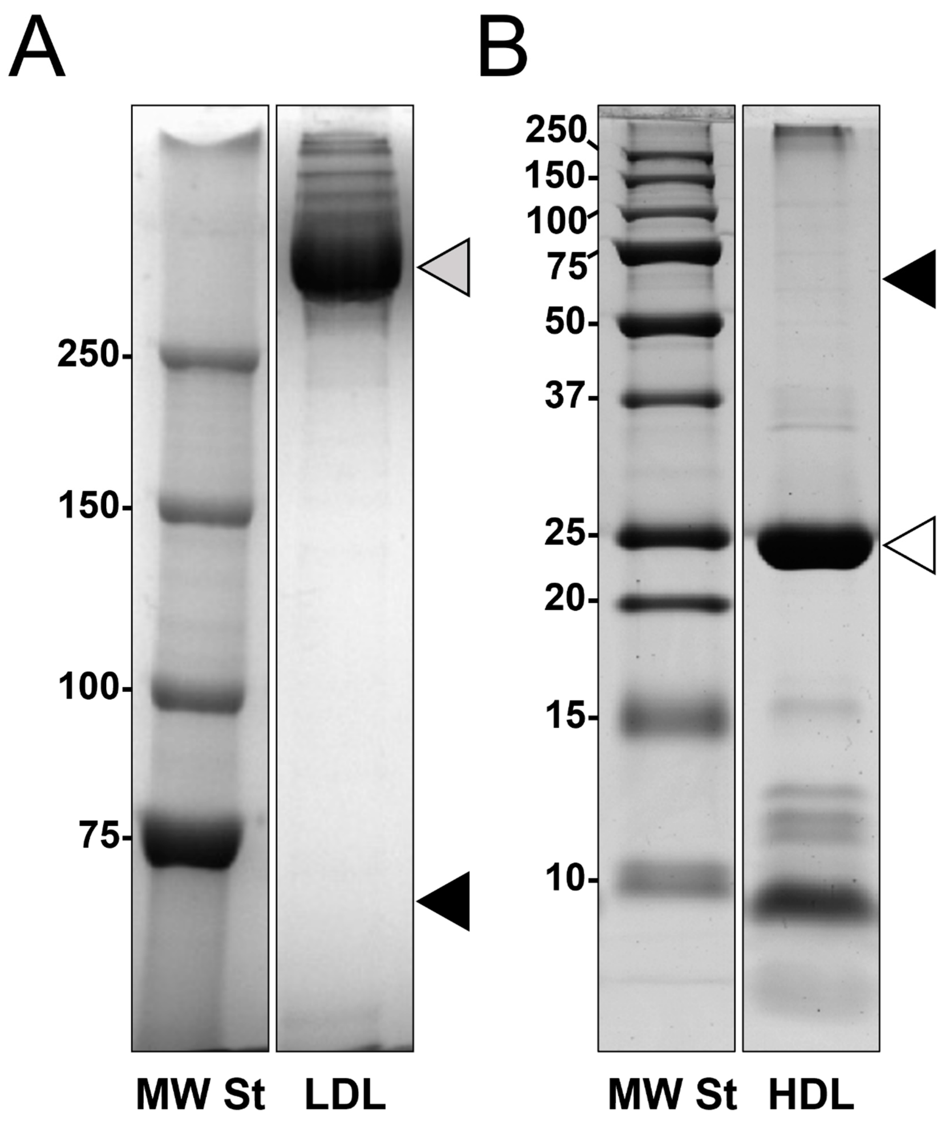 Biomedicines 09 01156 g001