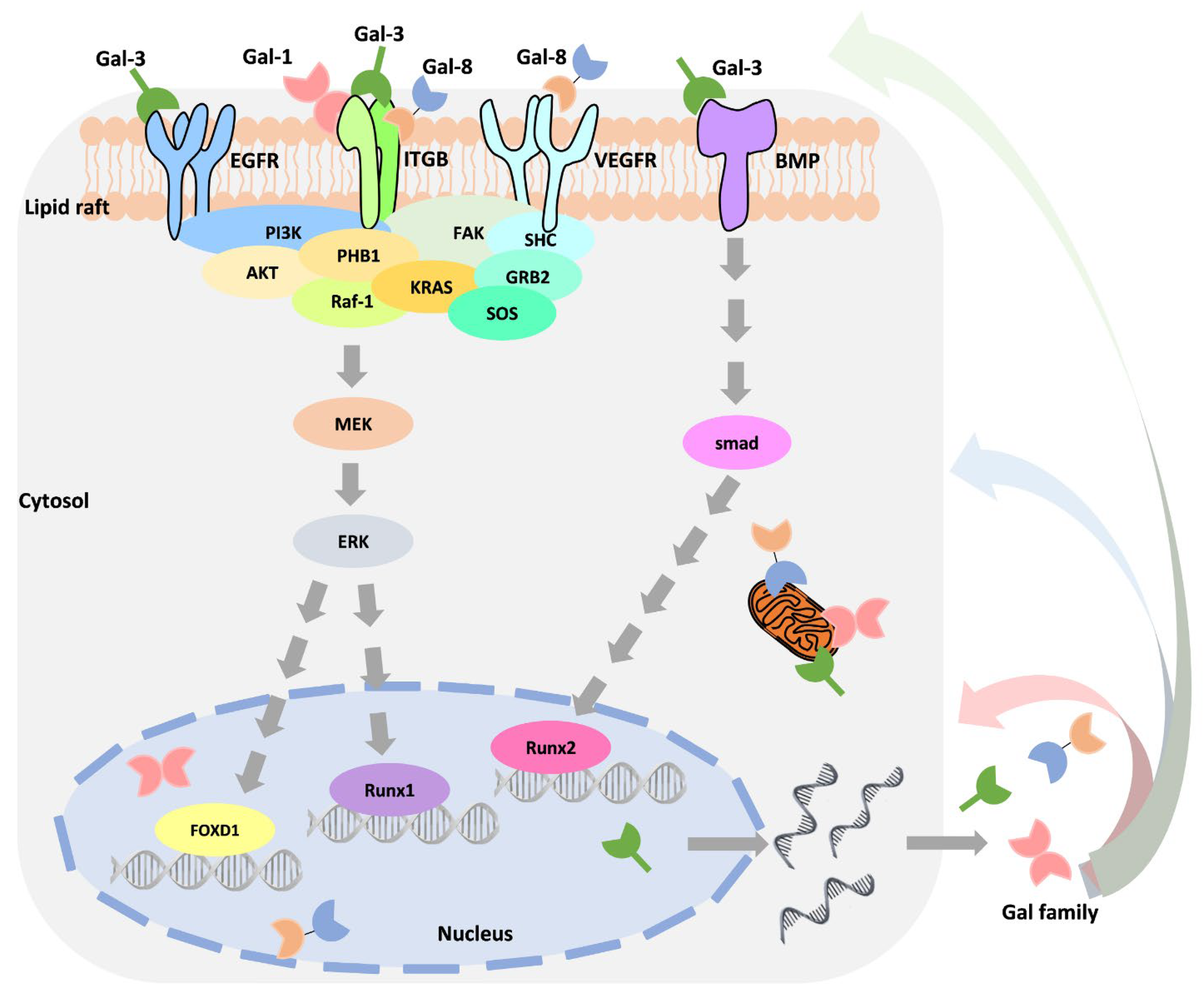 Biomedicines 09 01159 g003