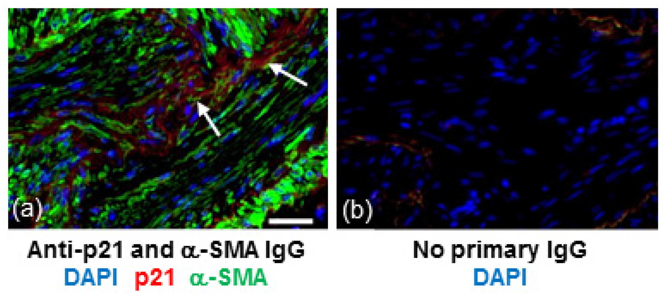 Biomedicines 09 01162 g002