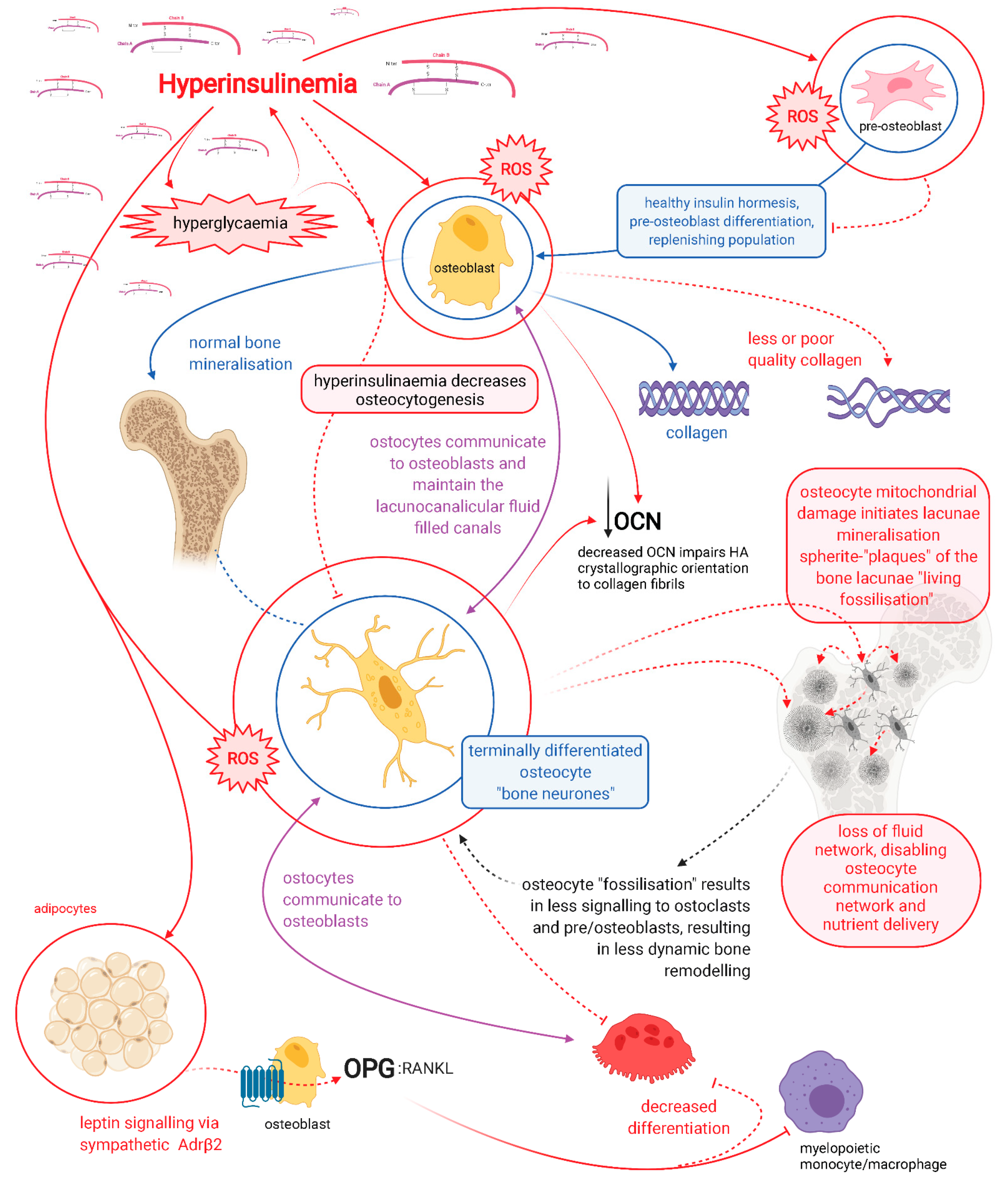 Biomedicines 09 01165 g001