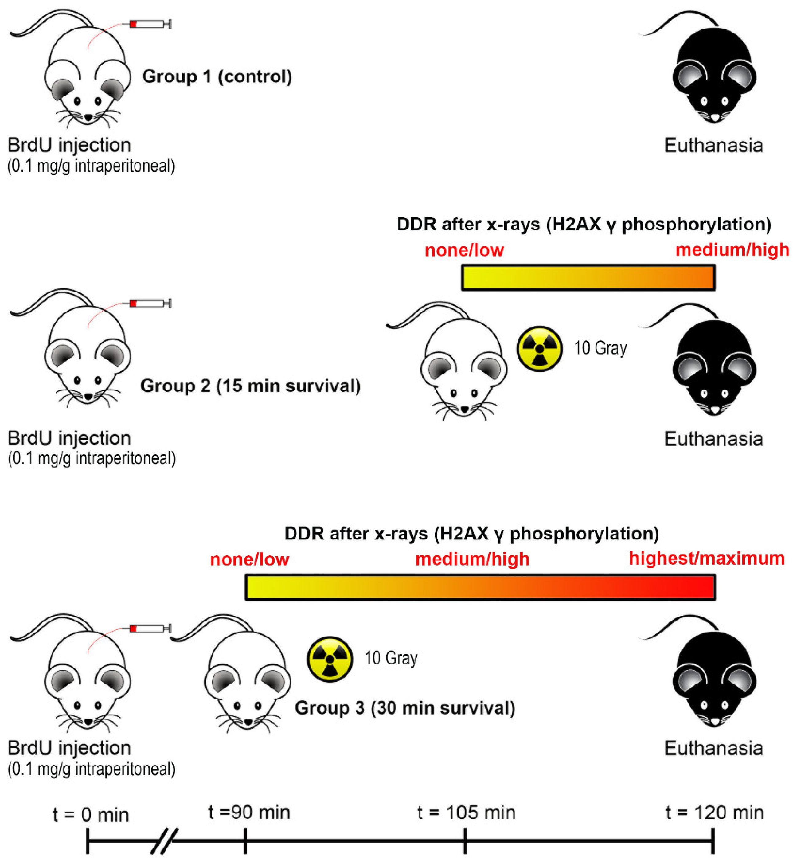 Biomedicines 09 01166 g001
