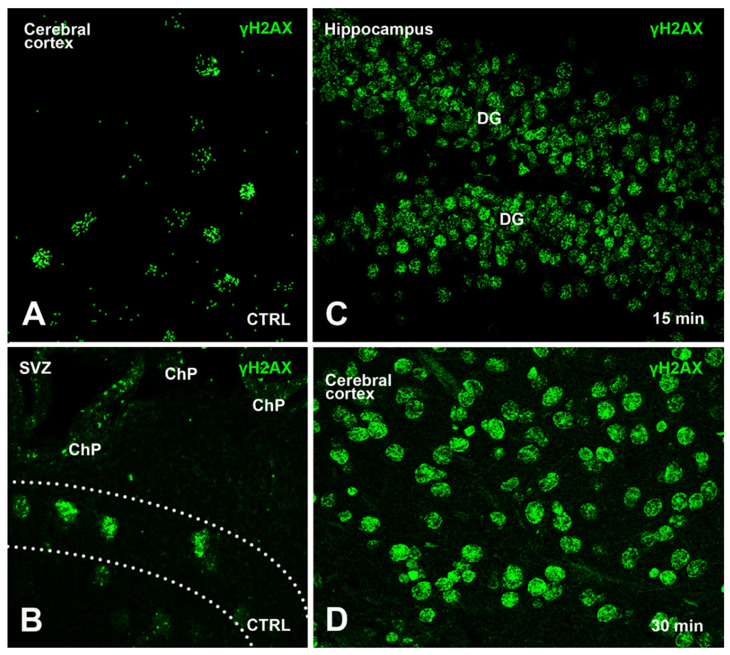 Biomedicines 09 01166 g002