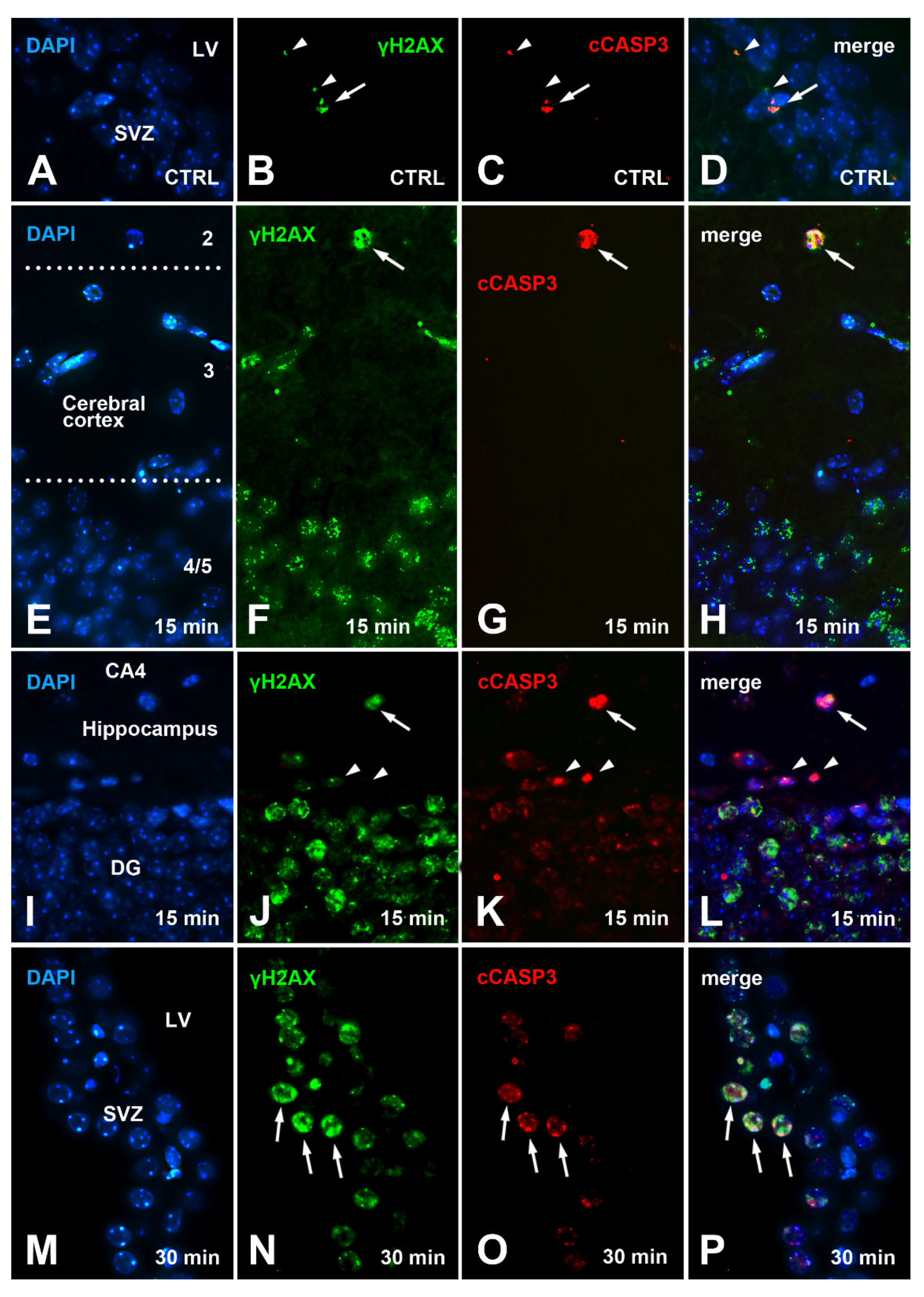 Biomedicines 09 01166 g007
