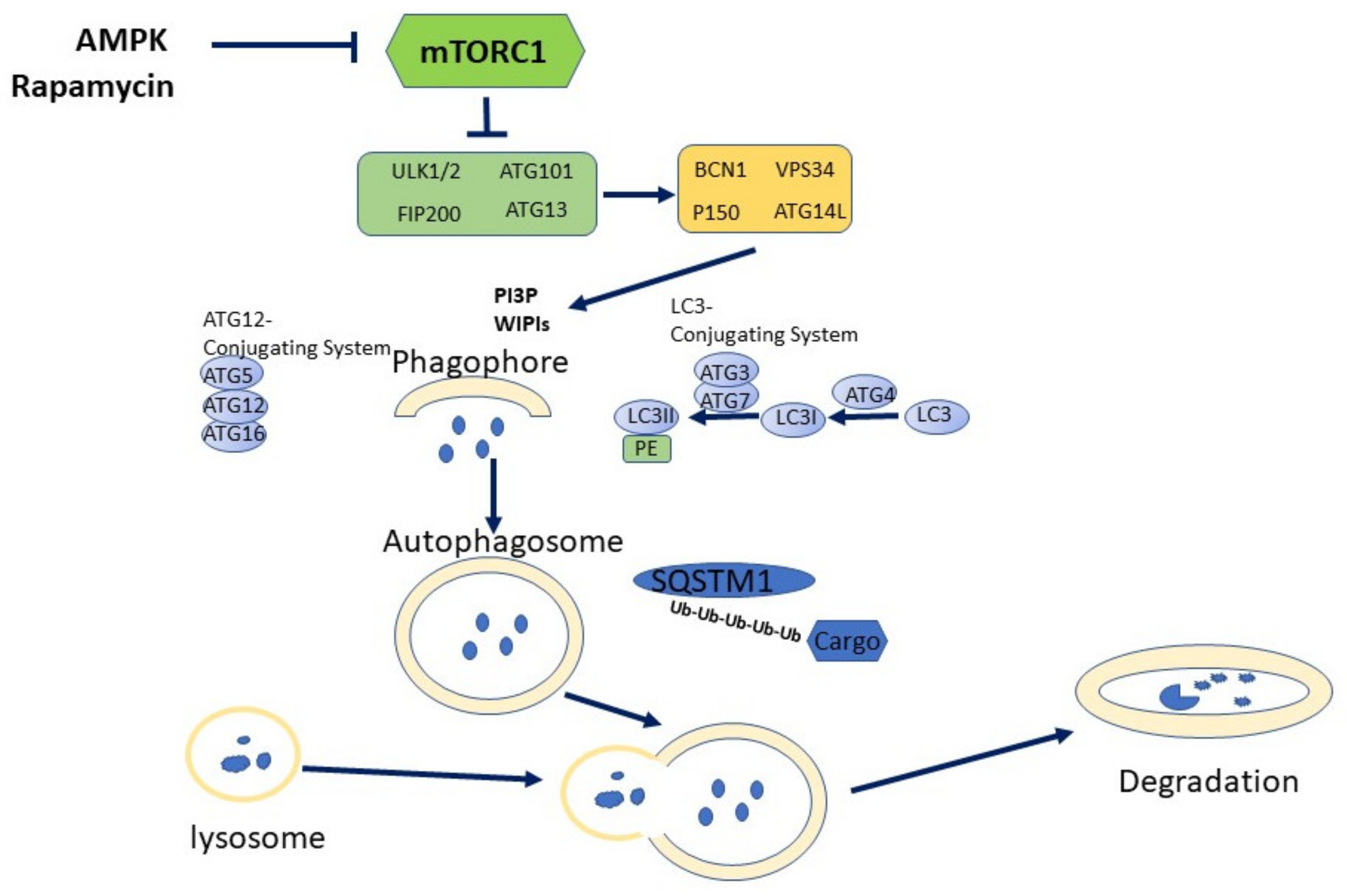 Biomedicines 09 01178 g001 550