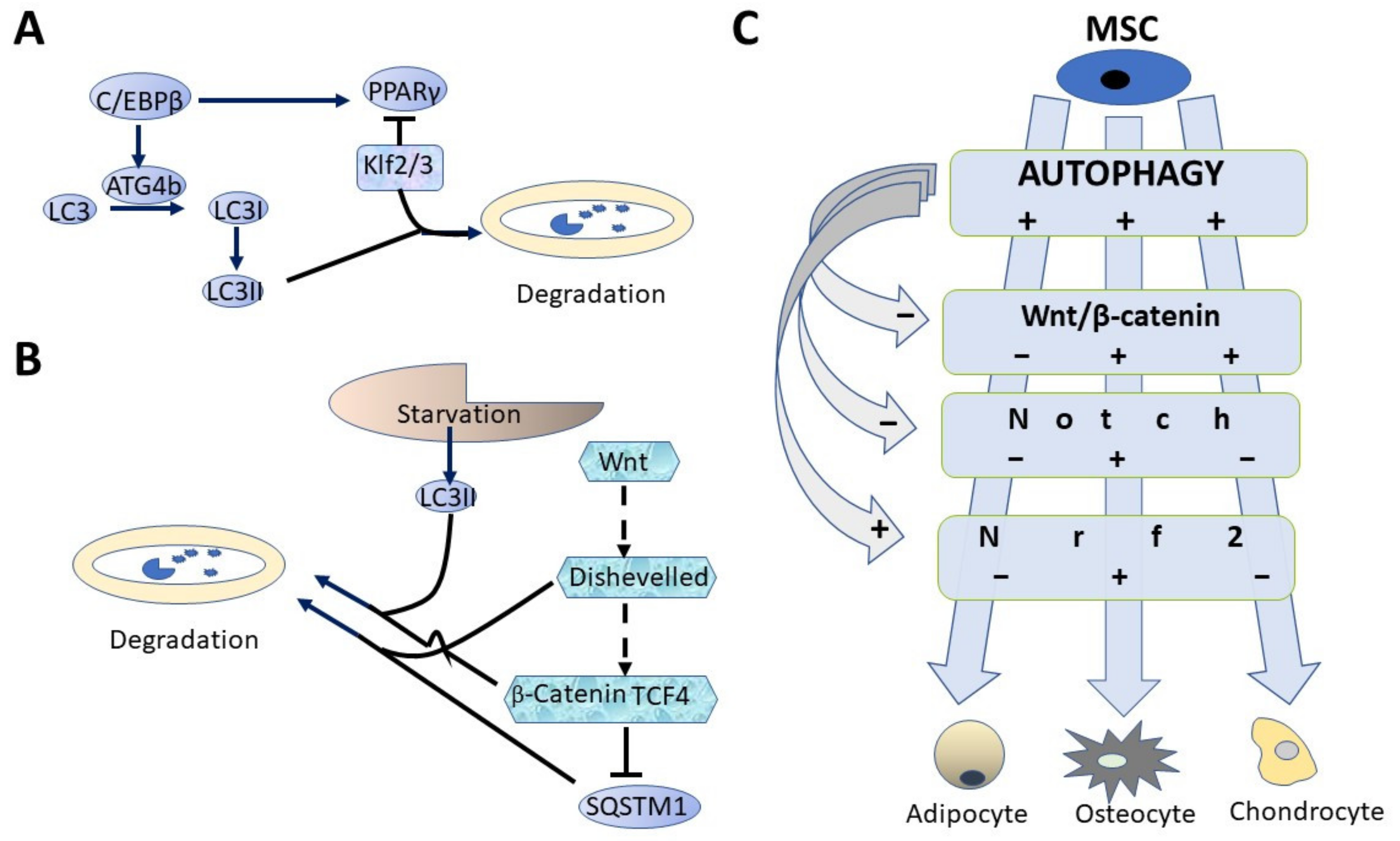 Biomedicines 09 01178 g002 550