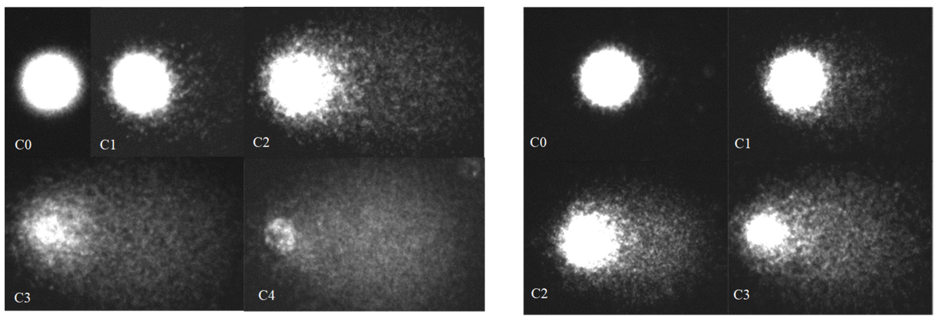 Biomedicines 09 01180 g001