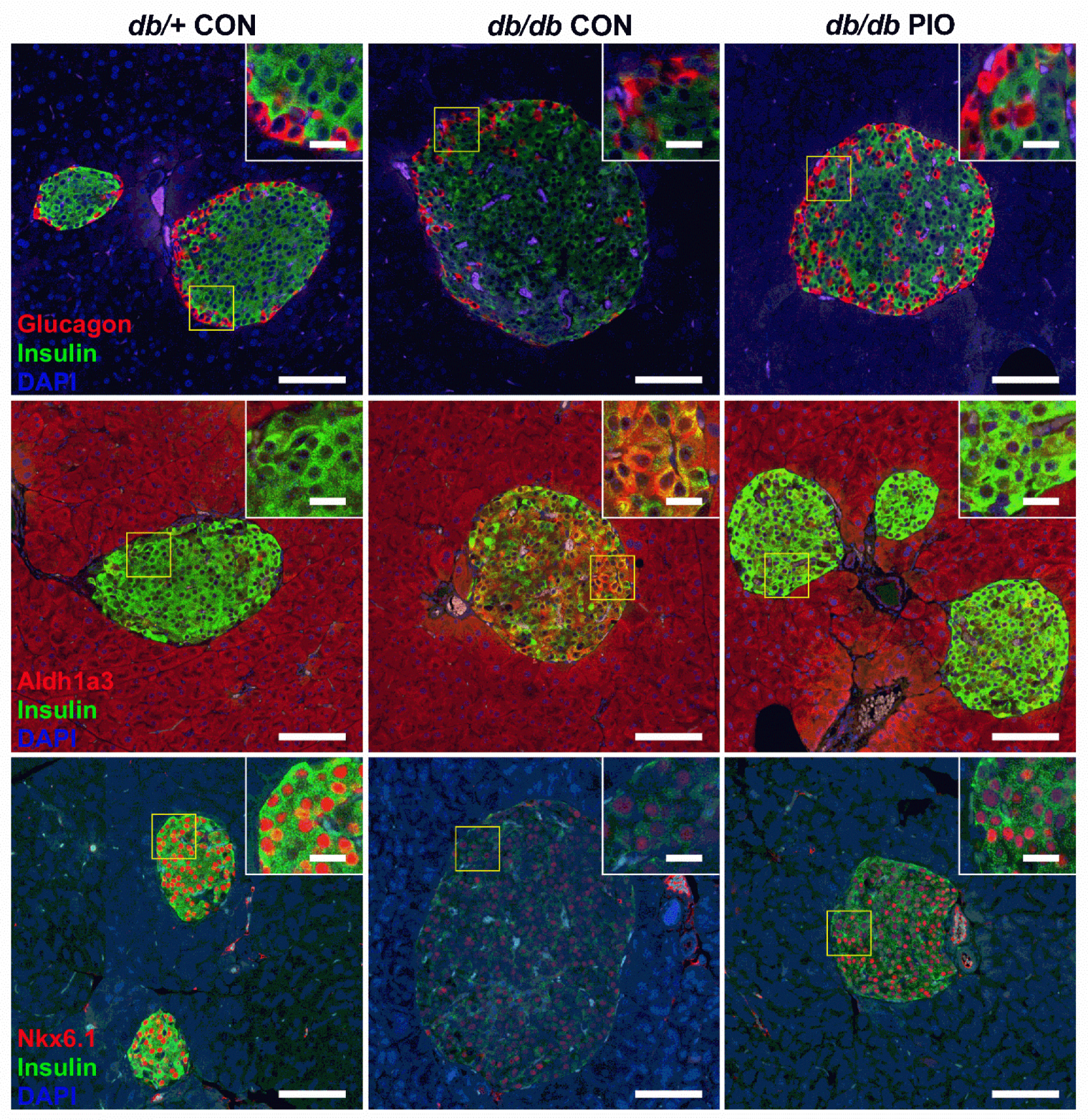 Biomedicines 09 01189 g008 Biomedicines 09 01189 g008