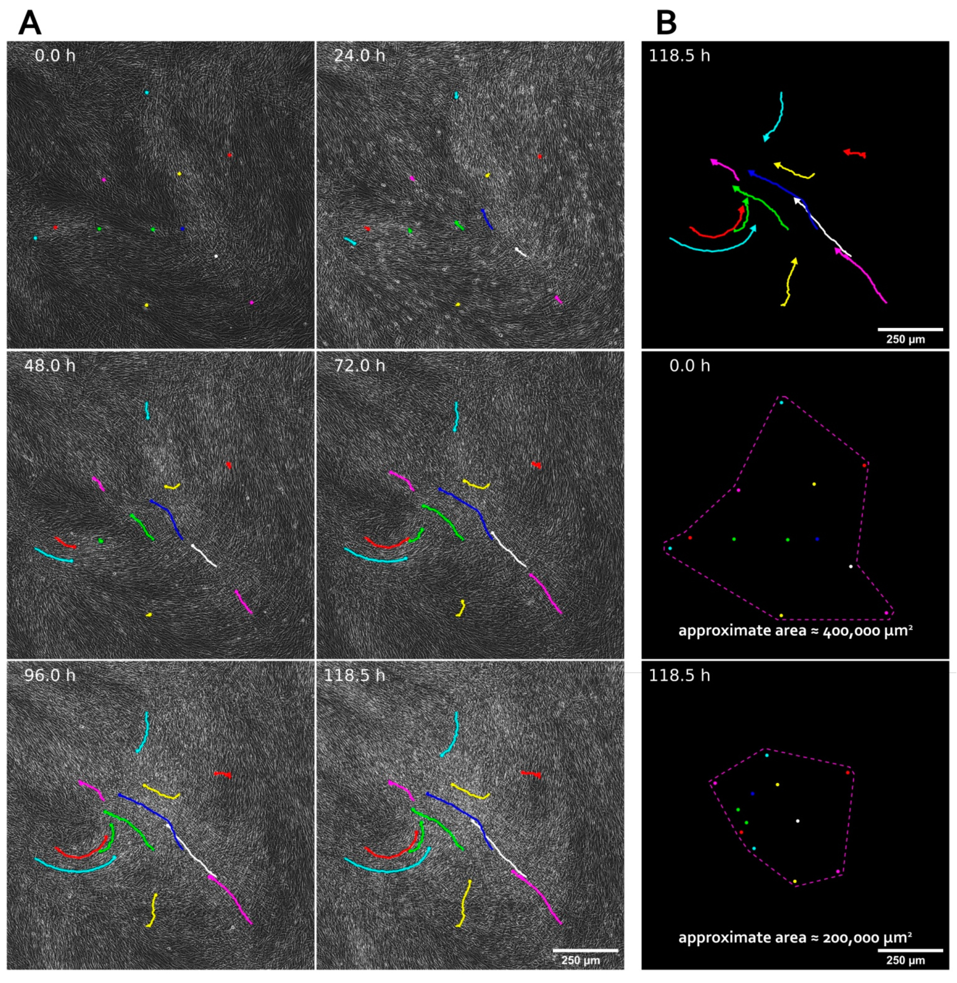 https://www.mdpi.com/biomedicines/biomedicines-09-01192/article_deploy/html/images/biomedicines-09-01192-g001.png