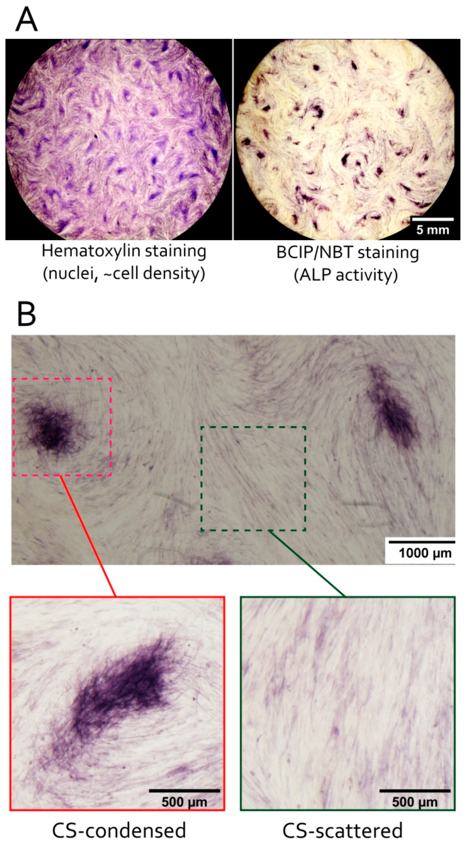 Biomedicines 09 01192 g004
