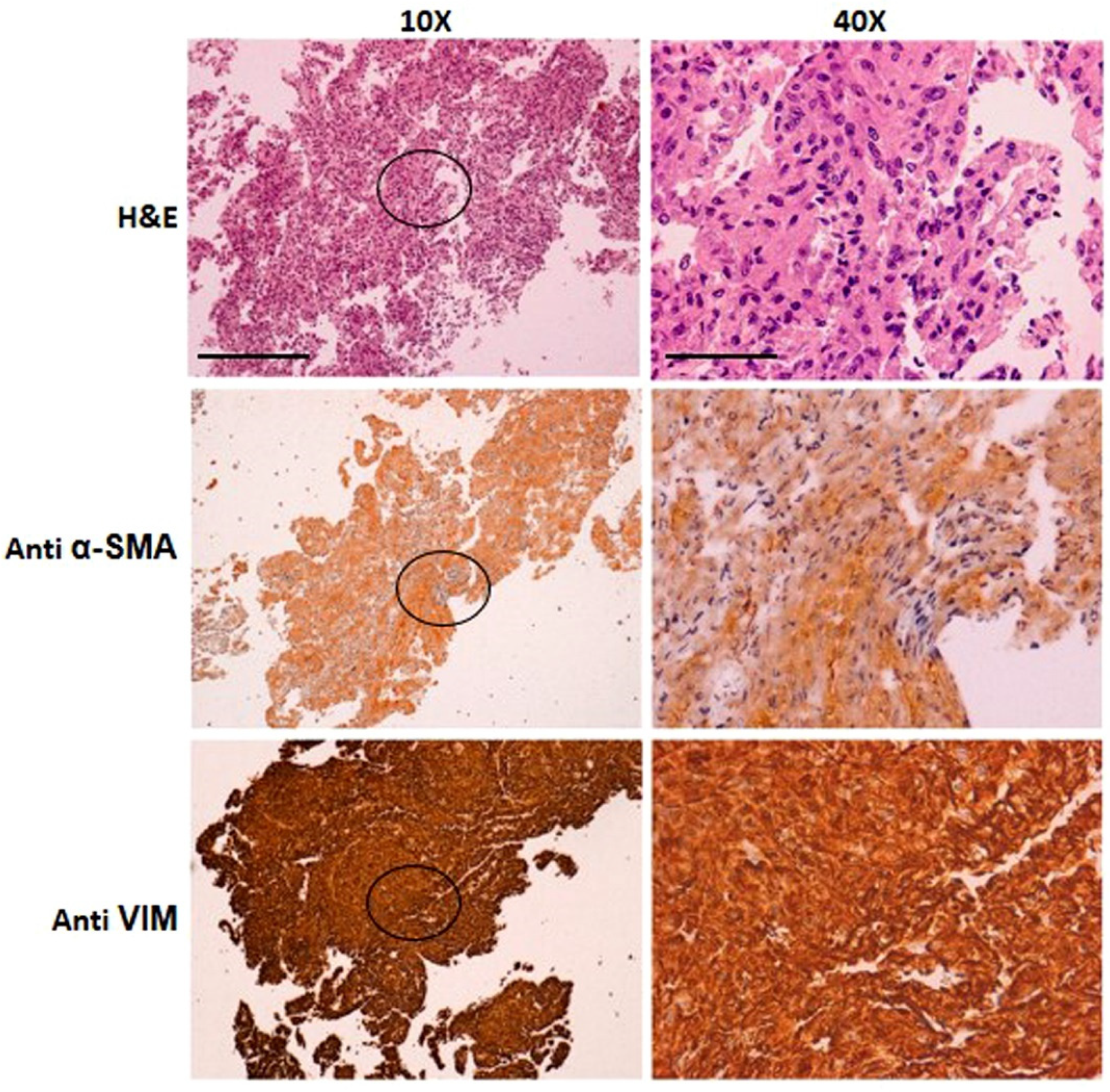 Biomedicines 09 01193 g005