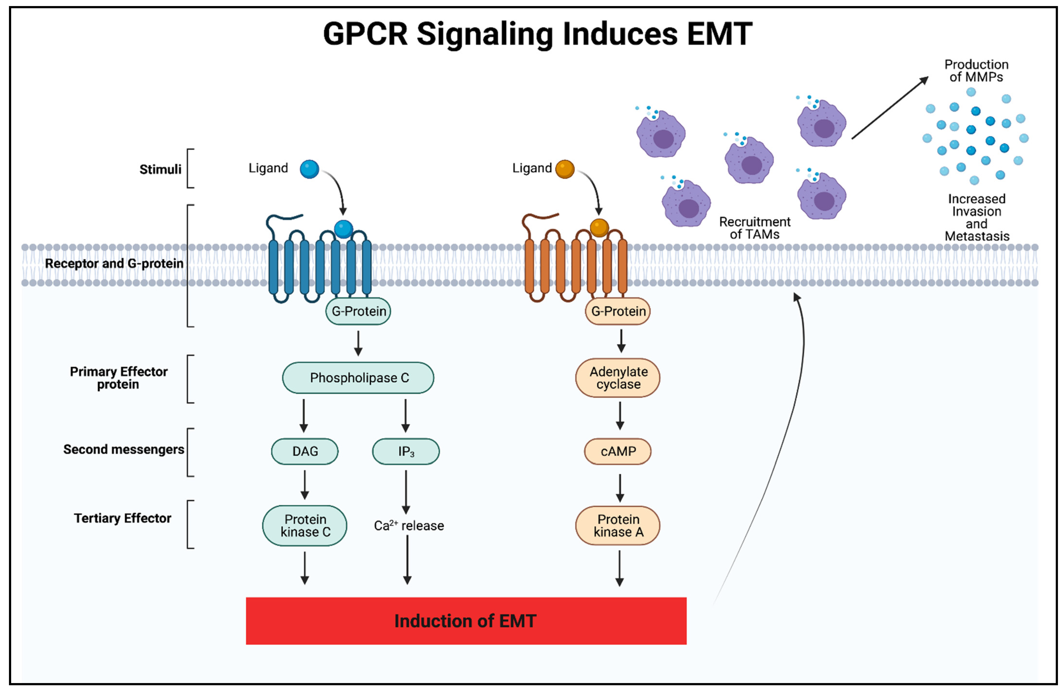 Biomedicines 09 01200 g002