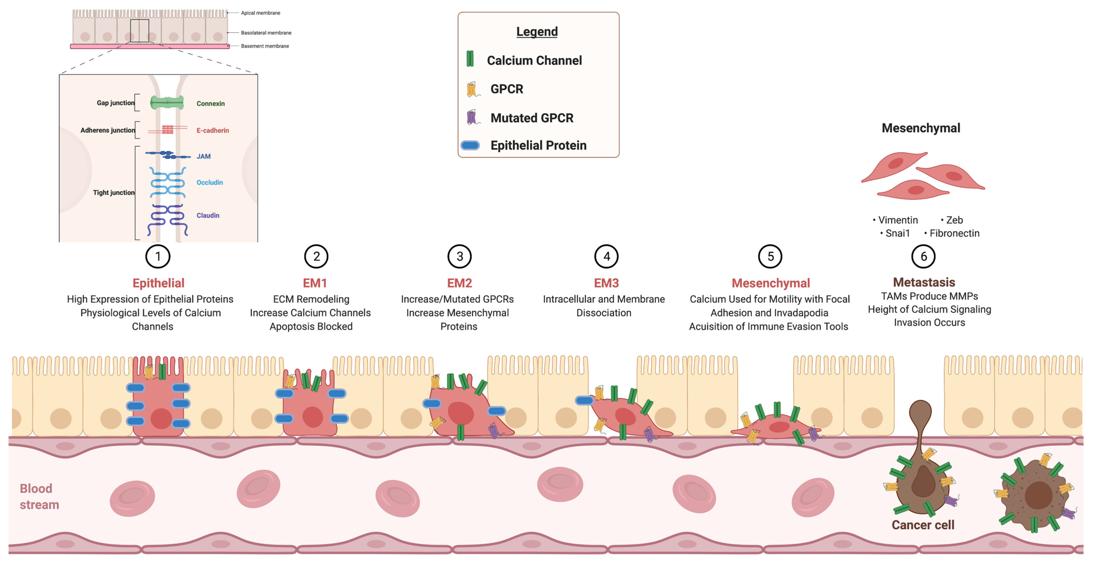 Biomedicines 09 01200 g003