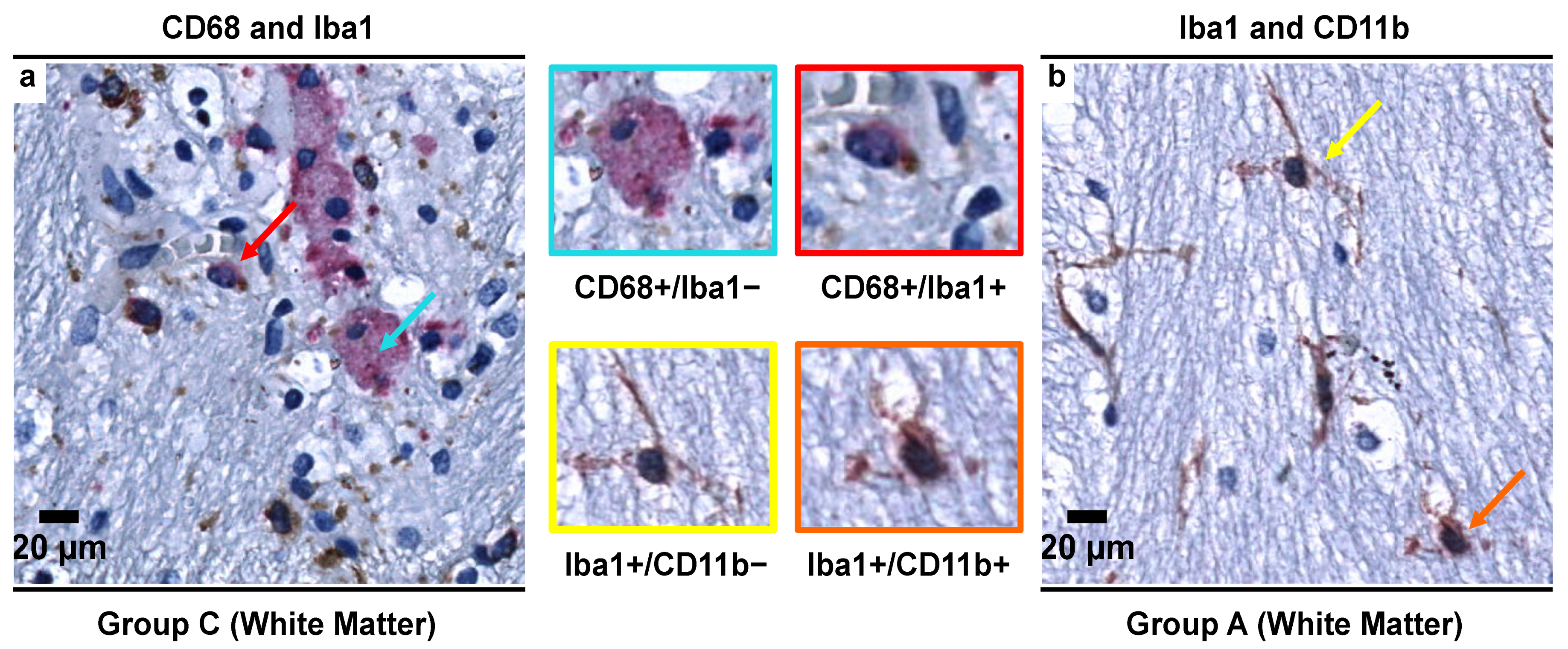 Biomedicines 09 01216 g008 Biomedicines 09 01216 g008