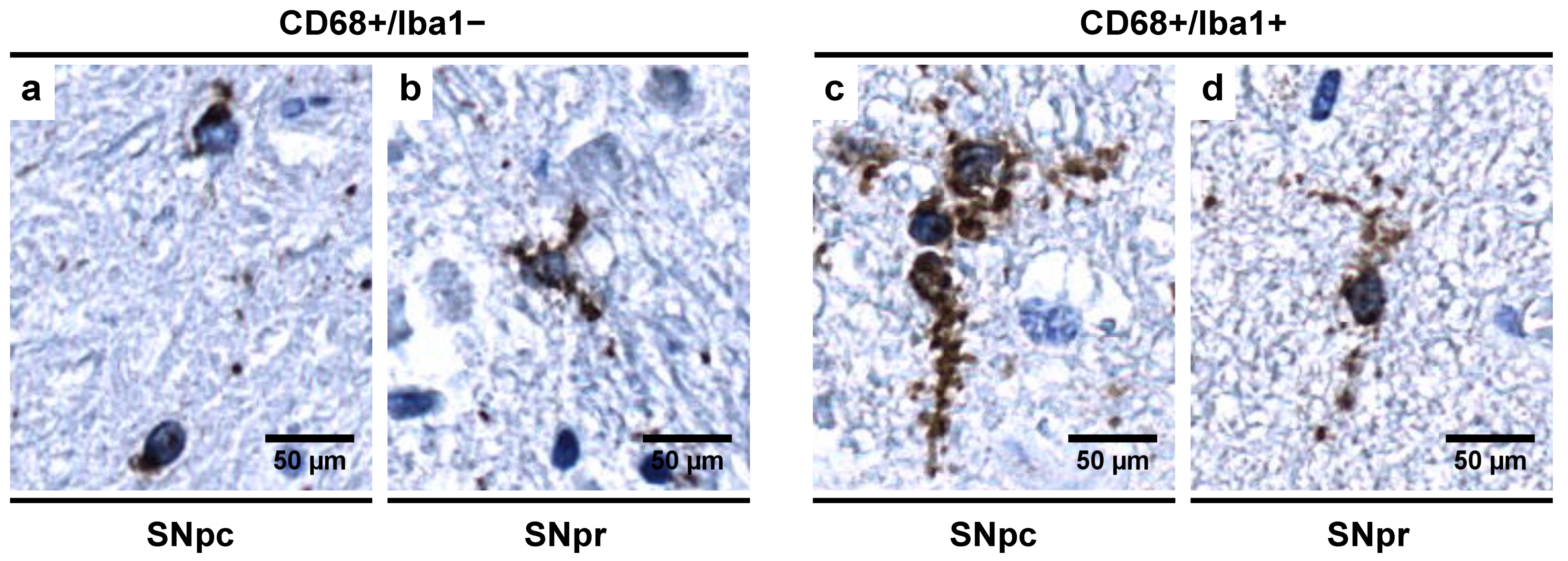 Biomedicines 09 01216 g009 Biomedicines 09 01216 g009