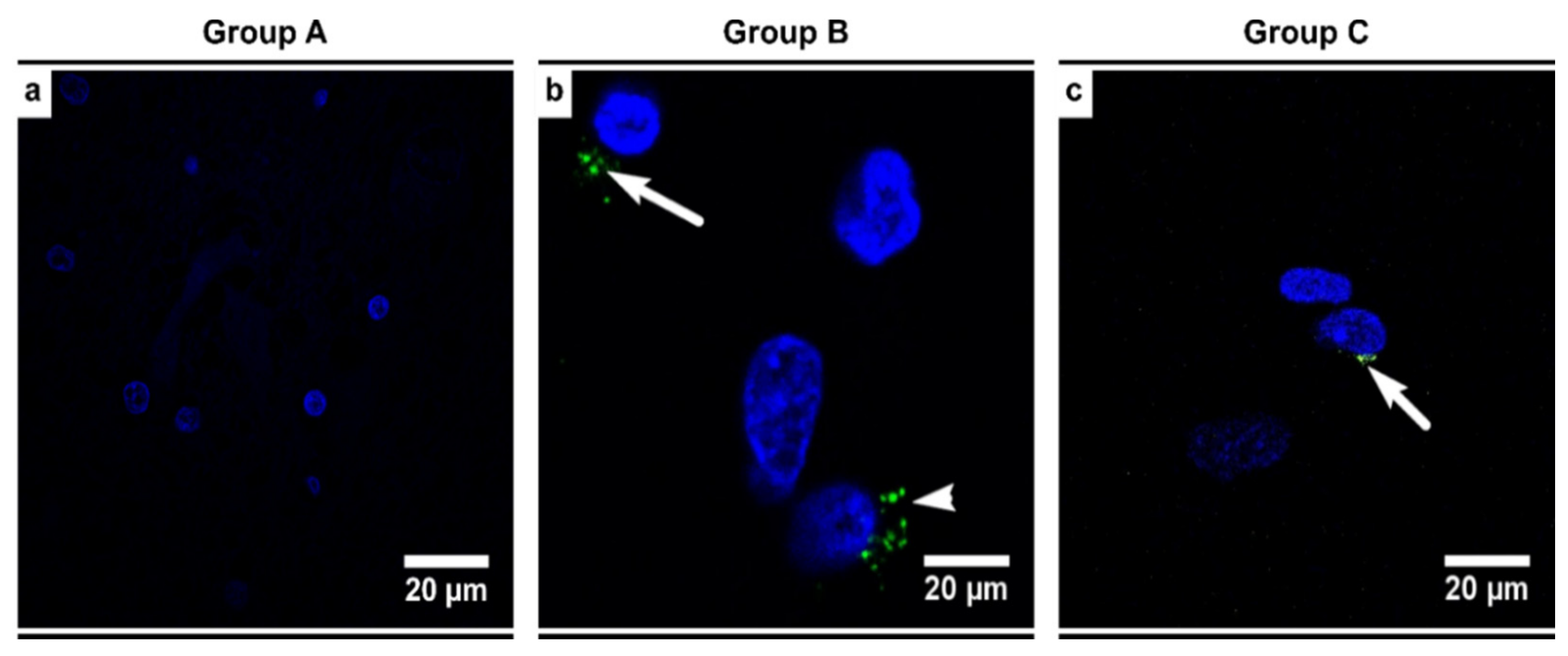 Biomedicines 09 01216 g010 Biomedicines 09 01216 g010