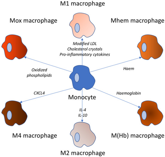 Biomedicines Free FullText Macrophages and Foam Cells Brief Overview of Their Role