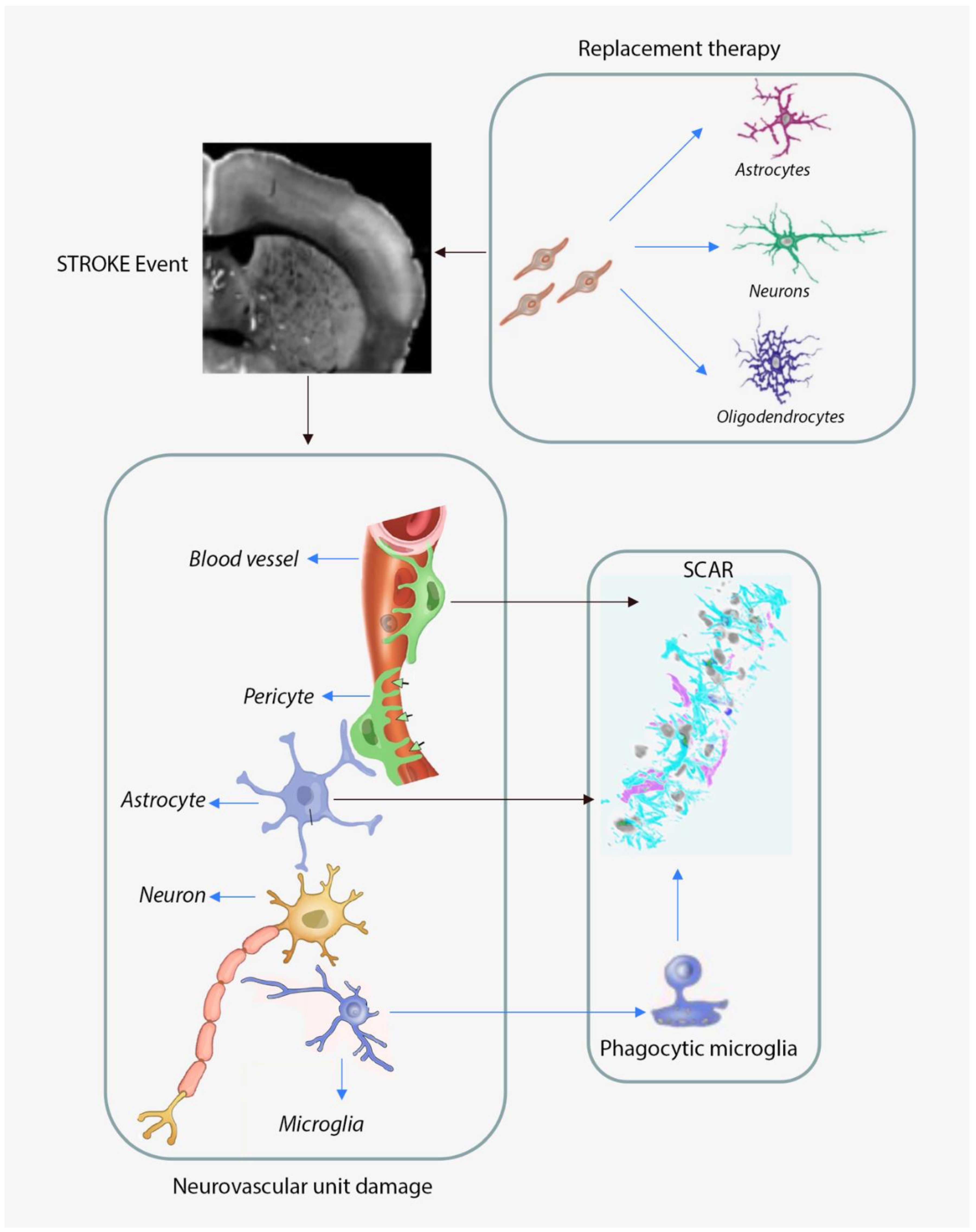 Biomedicines 09 01226 g001