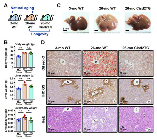 nsns様 Cisd2 Preserves the Youthful Pattern of the Liver Proteome