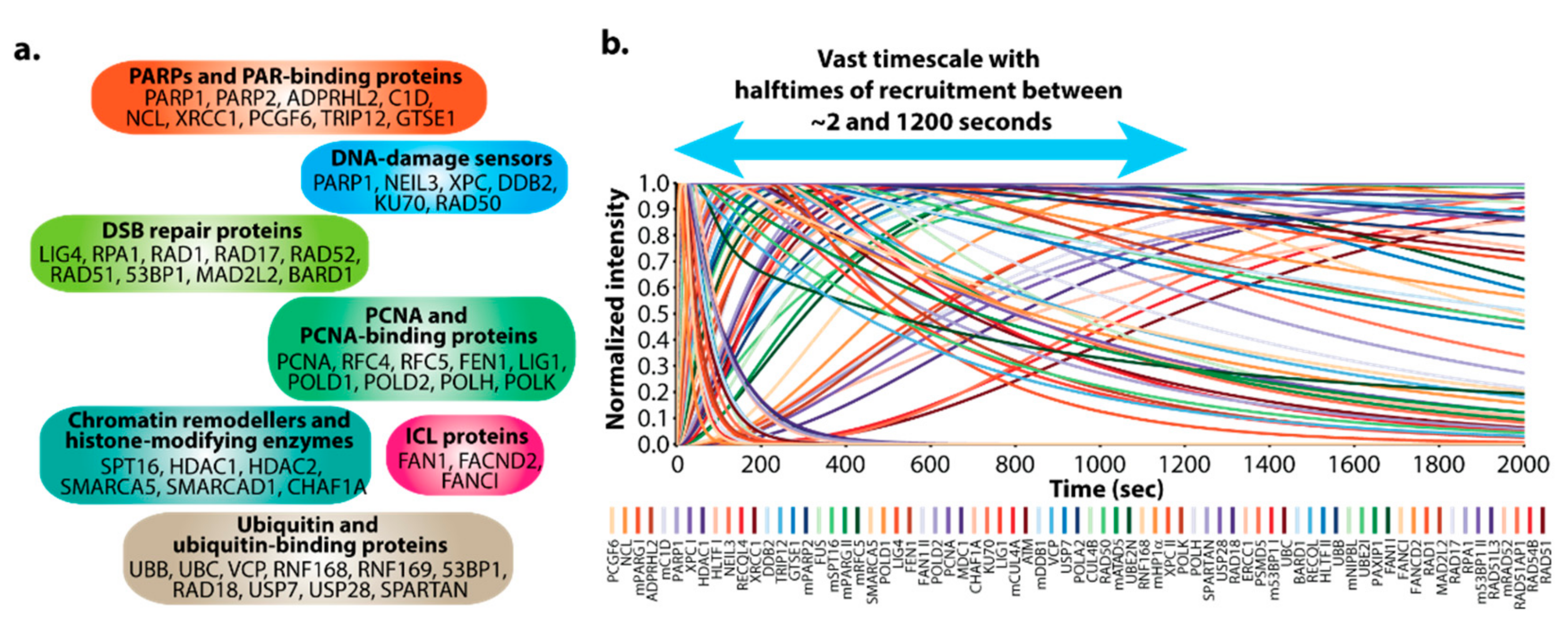 Biomedicines 09 01238 g002