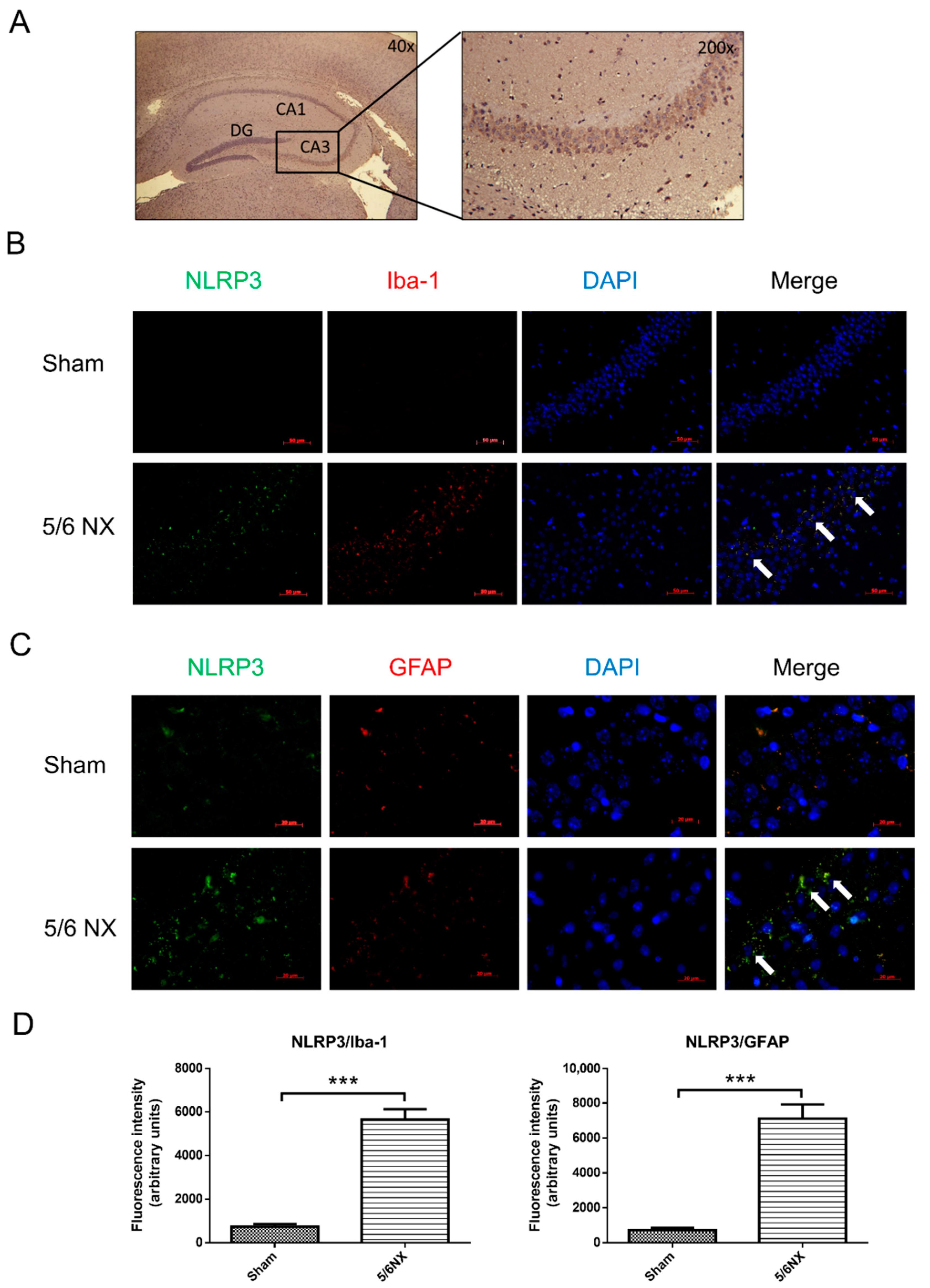 Biomedicines 09 01252 g007 Biomedicines 09 01252 g007