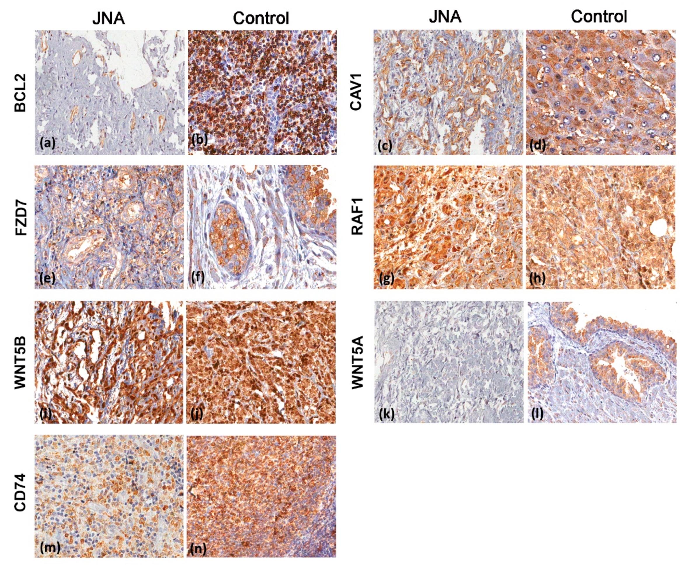 Biomedicines 09 01258 g003