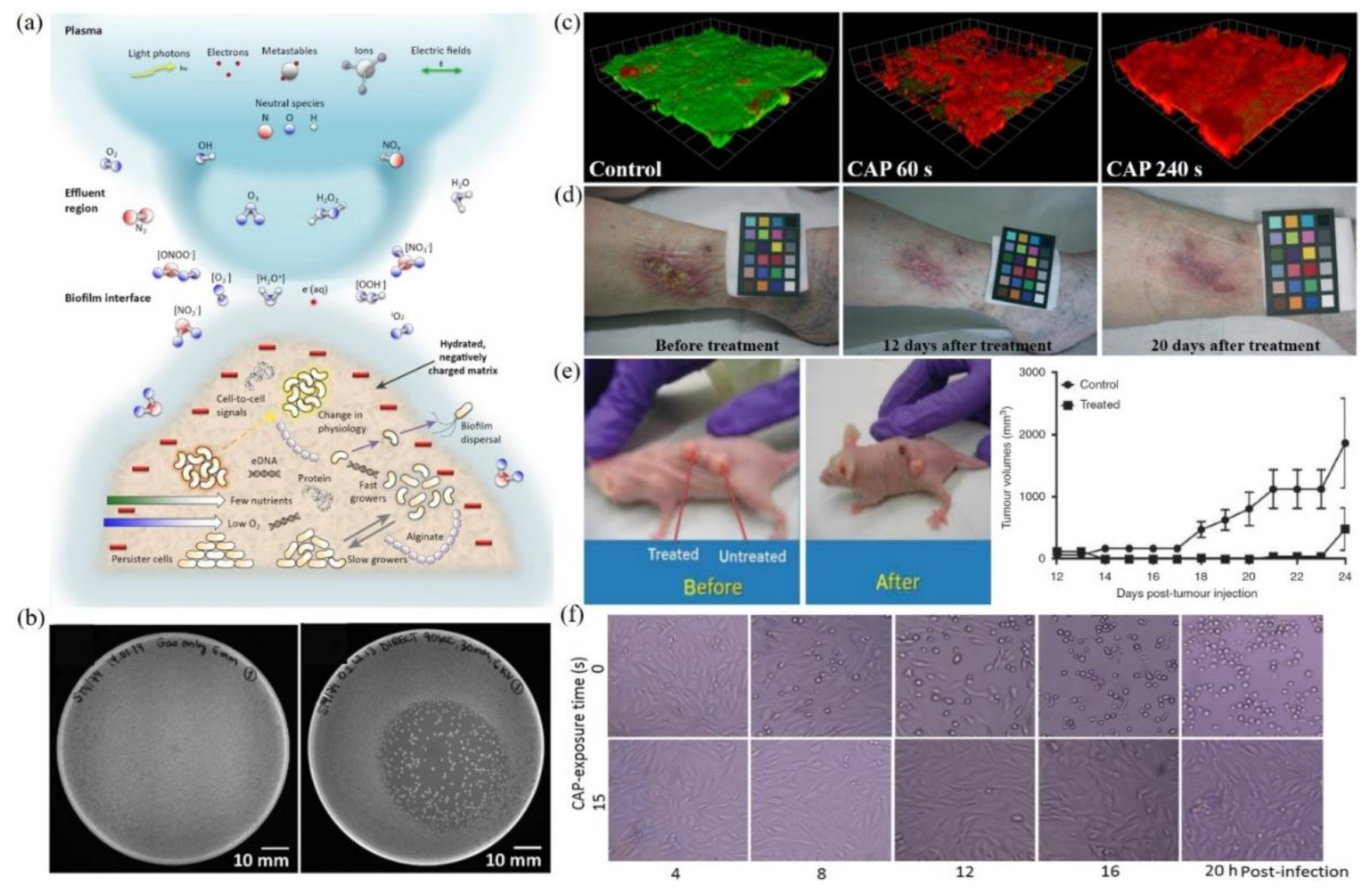 Biomedicines 09 01259 g002