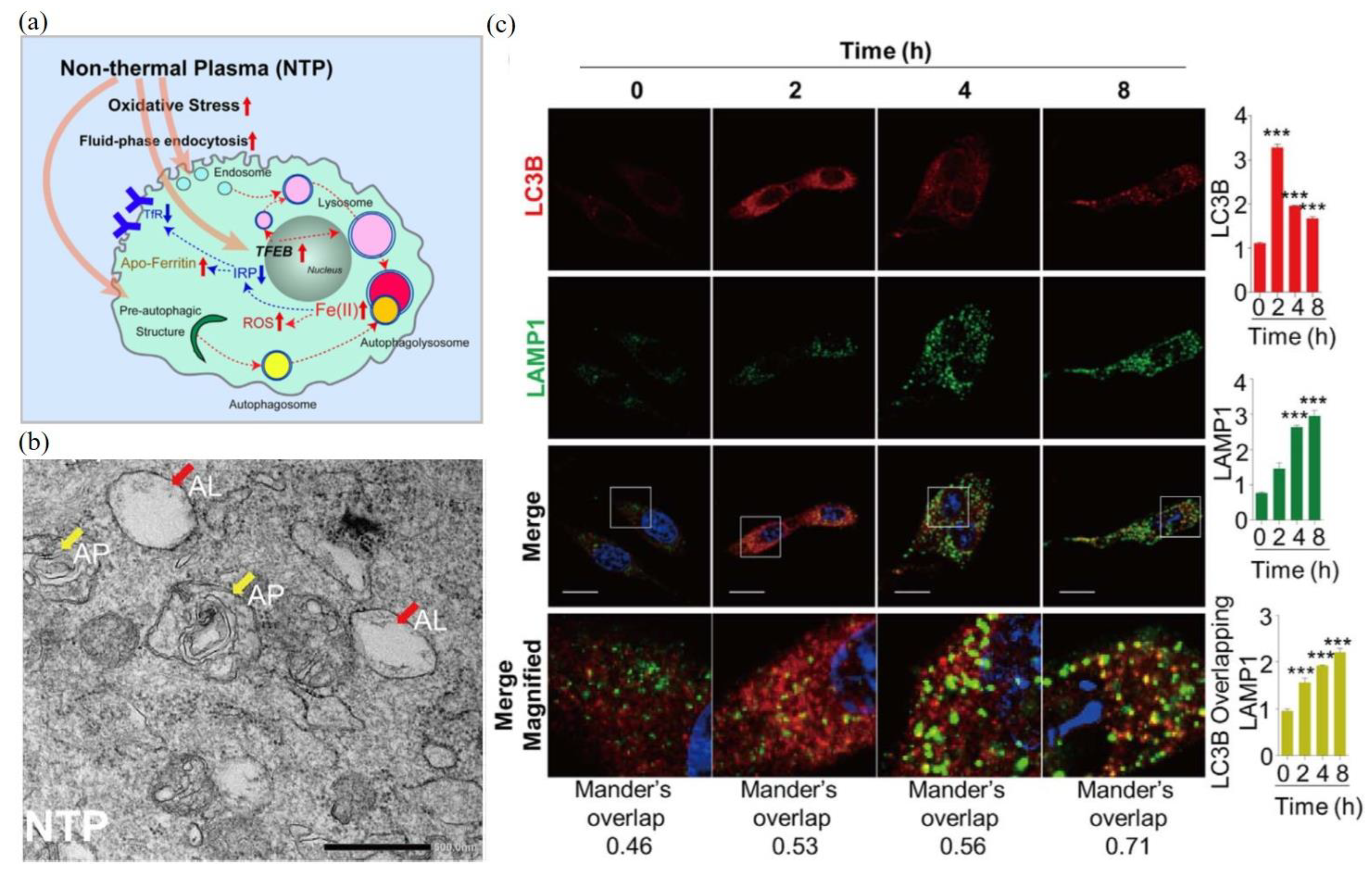 Biomedicines 09 01259 g004