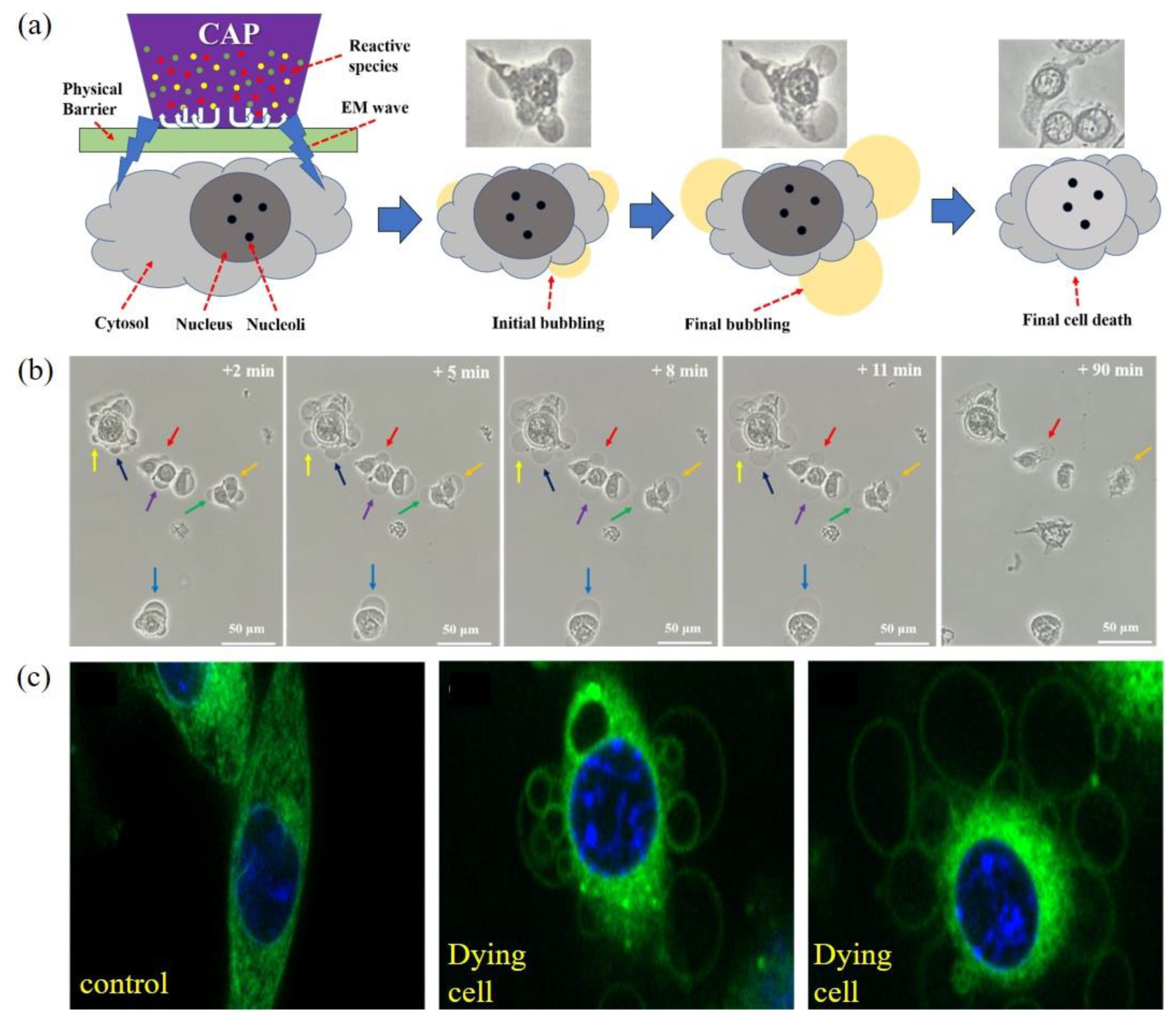 Biomedicines 09 01259 g005