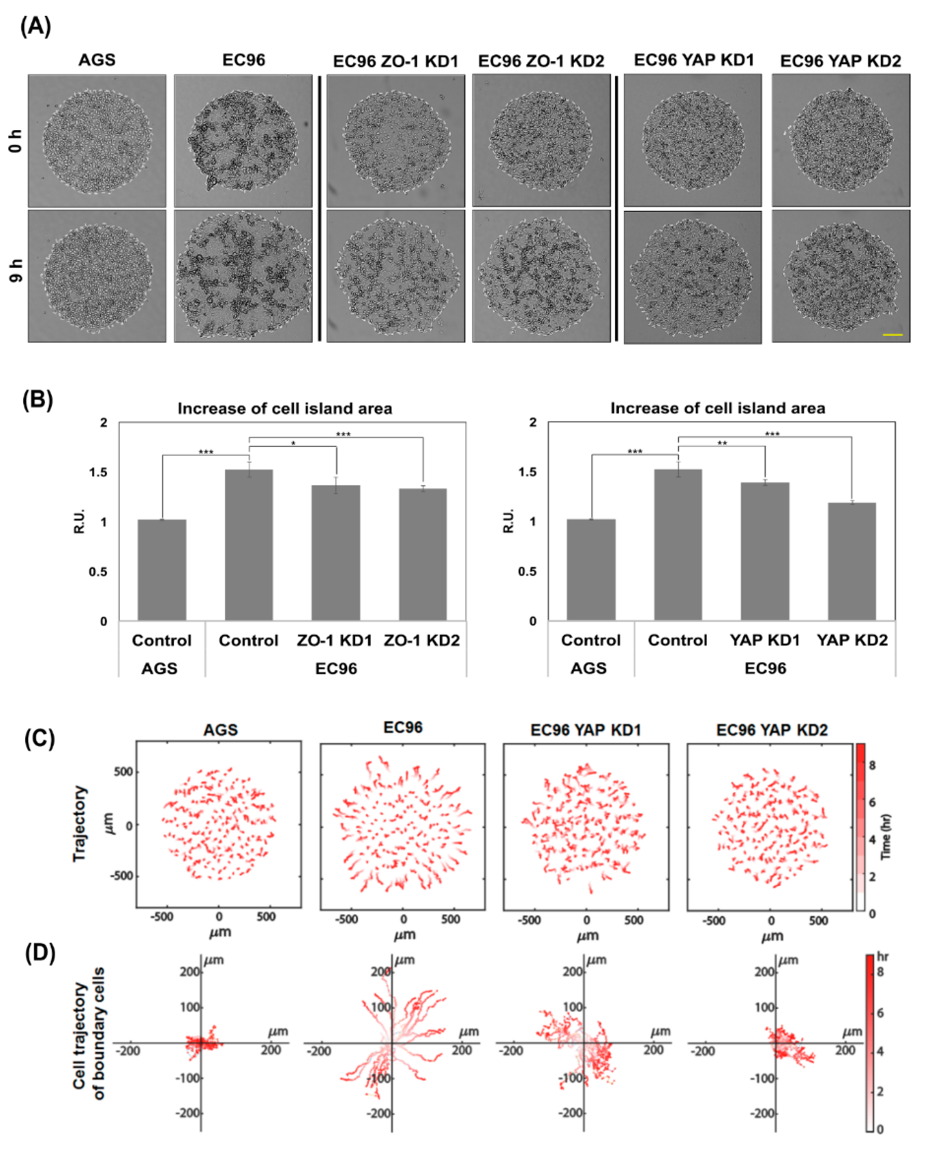 Biomedicines 09 01264 g006 550
