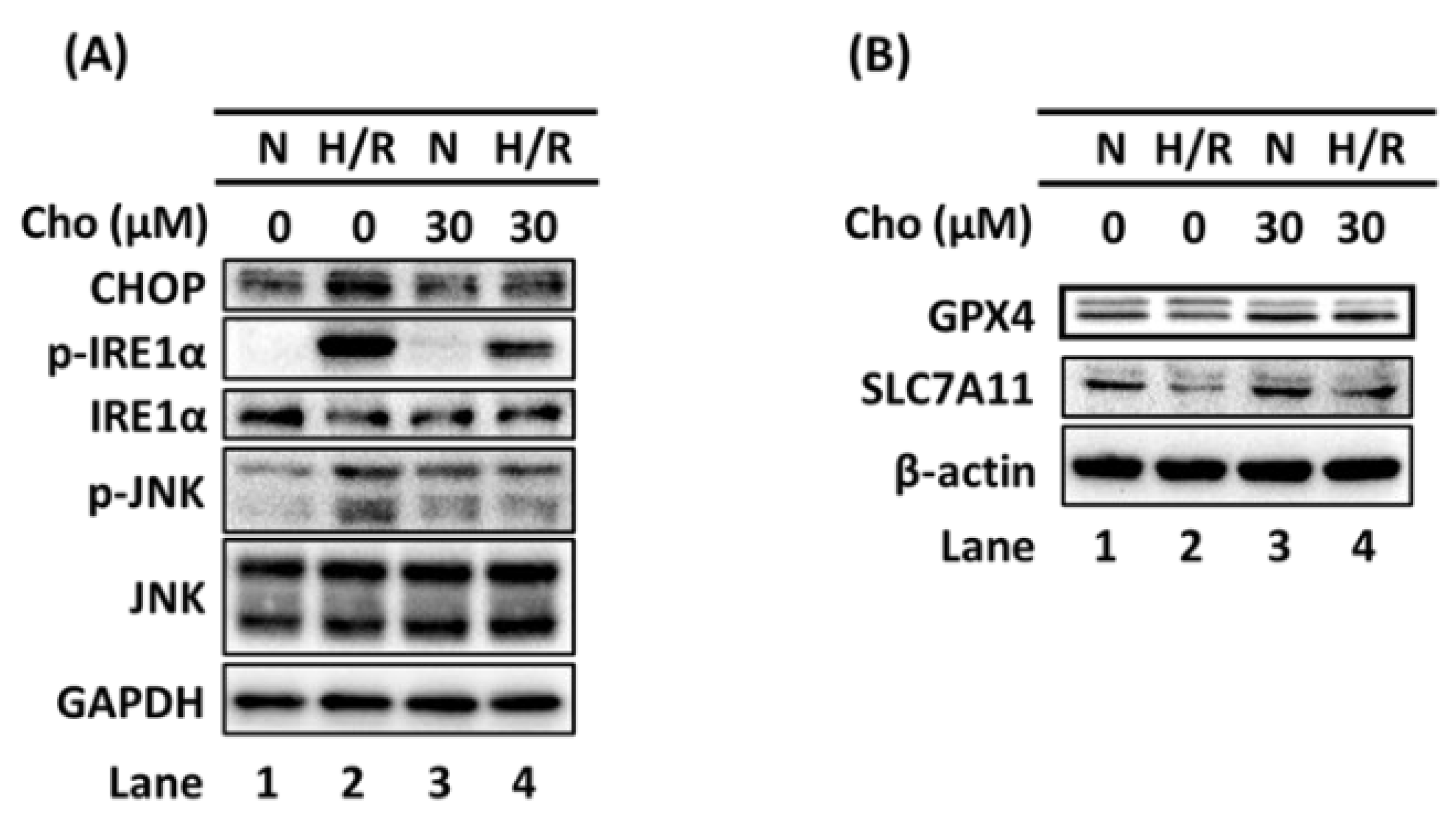 Biomedicines 09 01283 g002