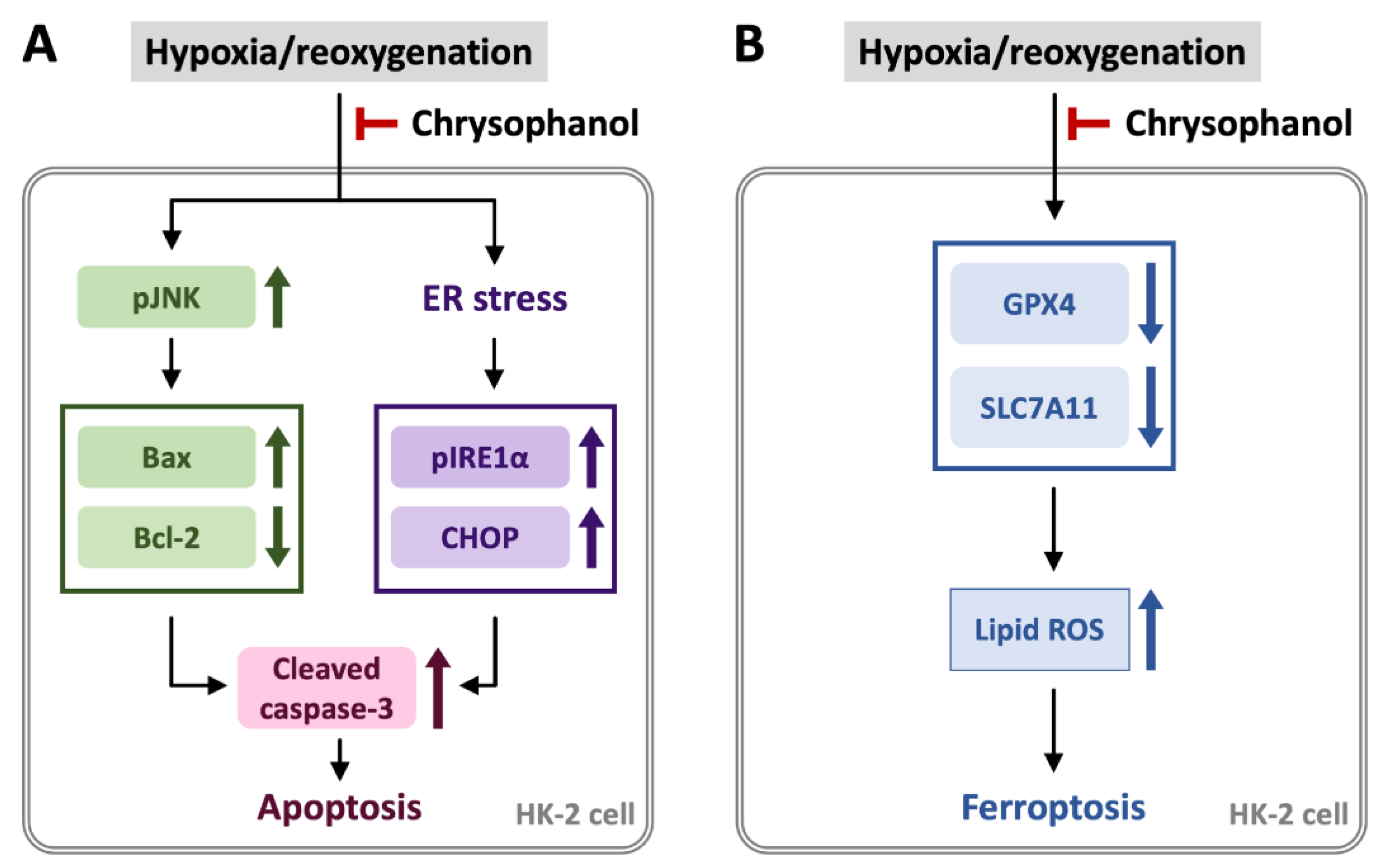Biomedicines 09 01283 g005