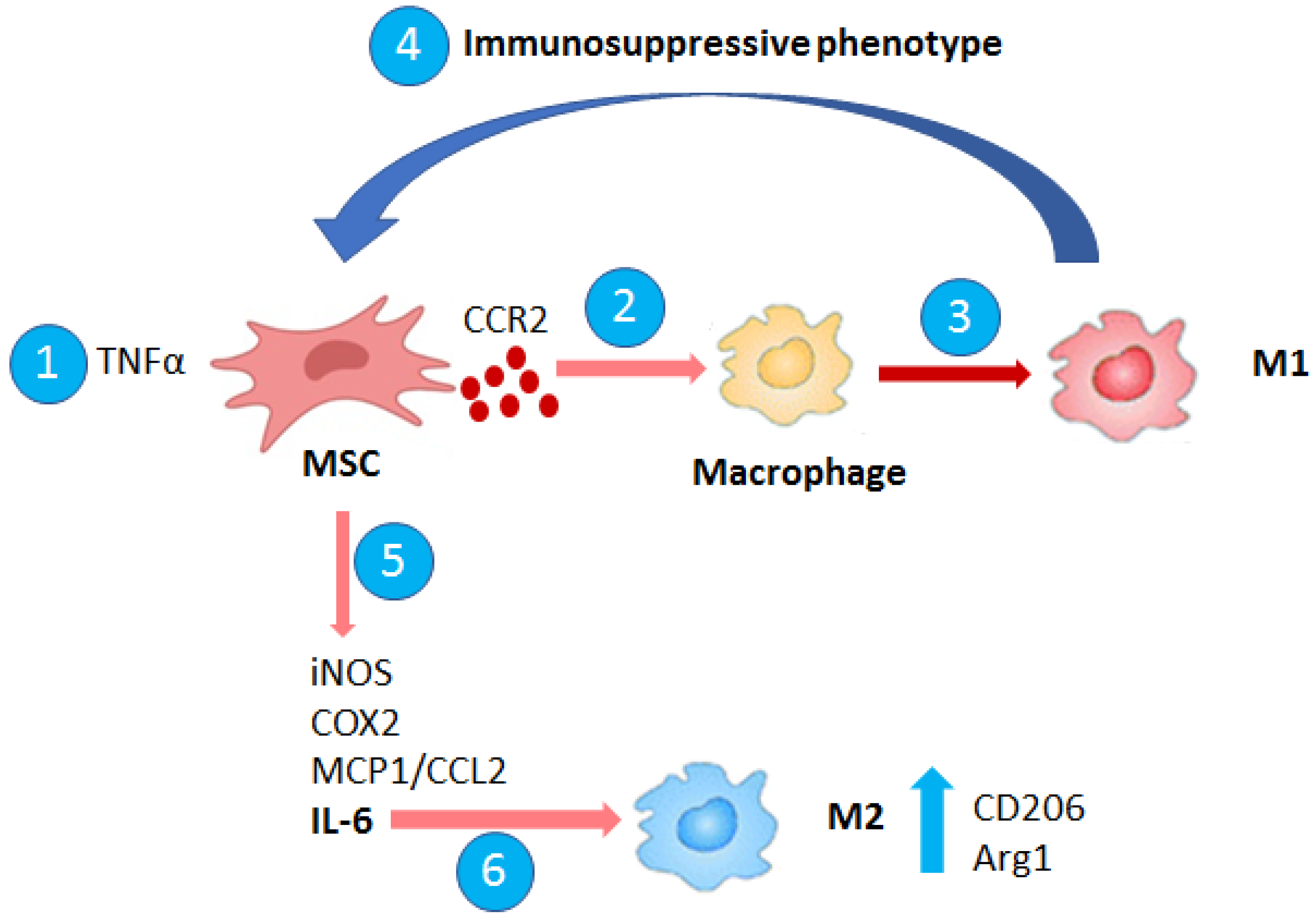 Biomedicines free full text cross talk of macrophages with tumor