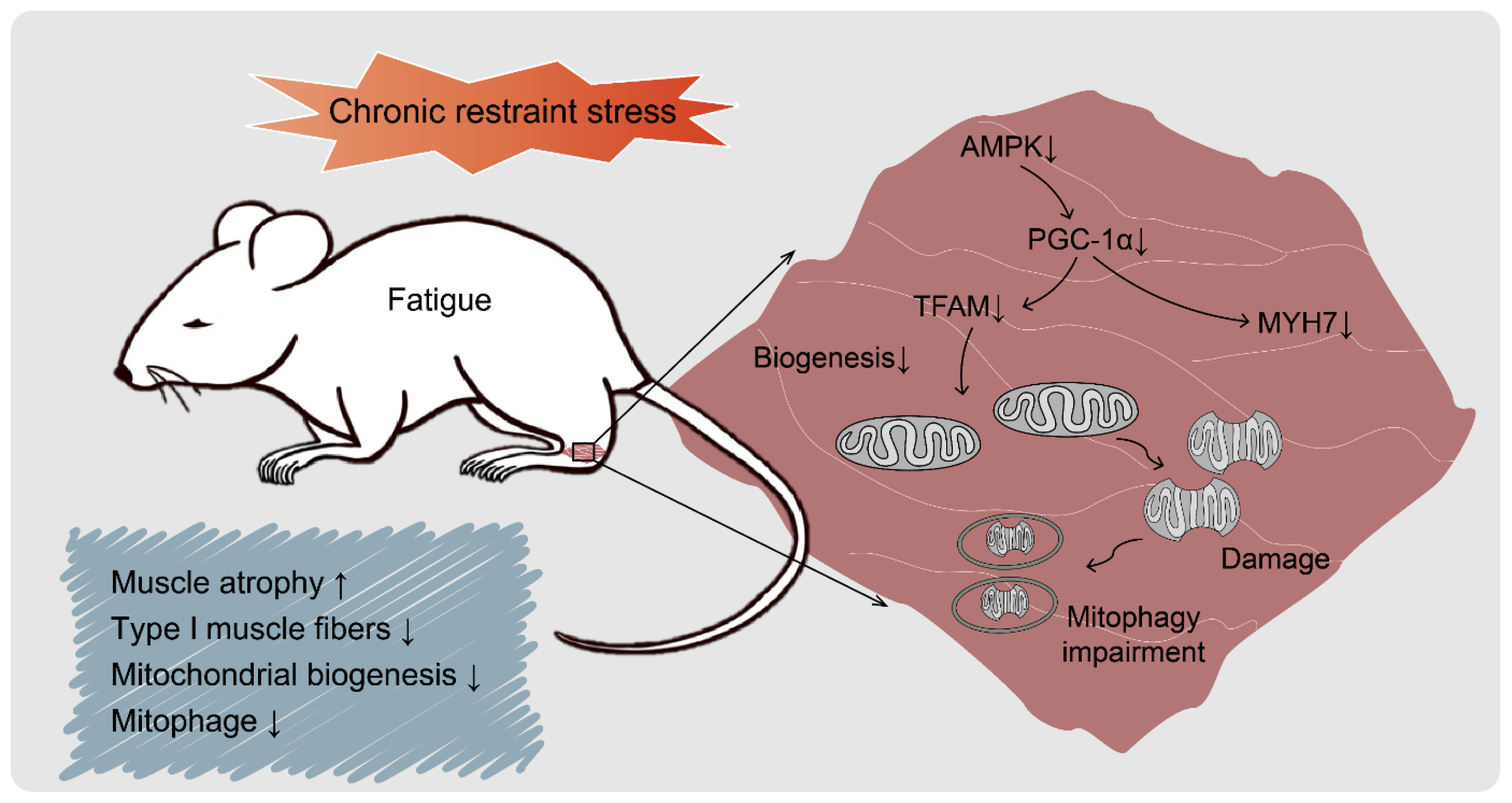 Biomedicines 09 01321 g008 550