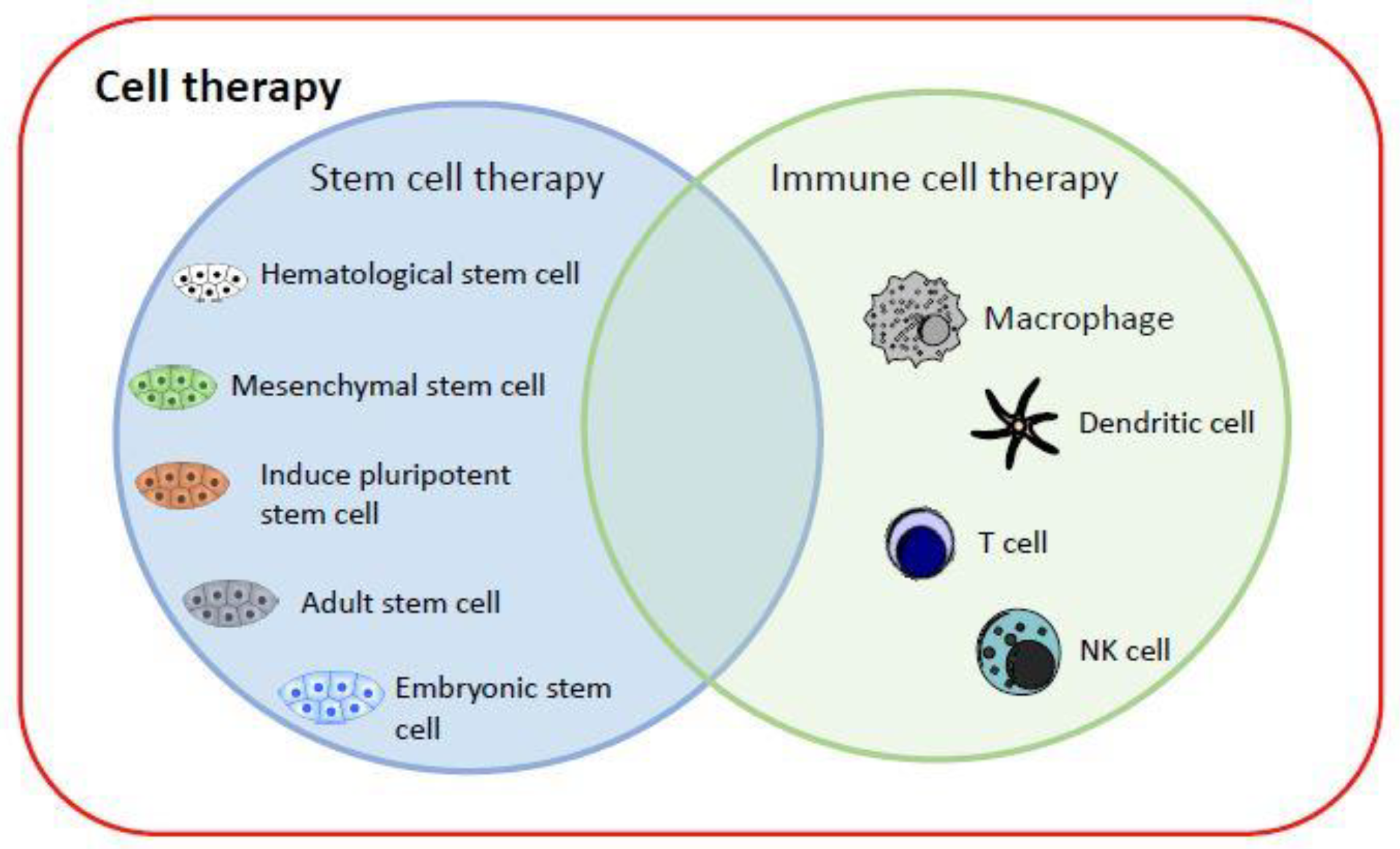 FDA Warns About Stem Cell Therapies - FDA