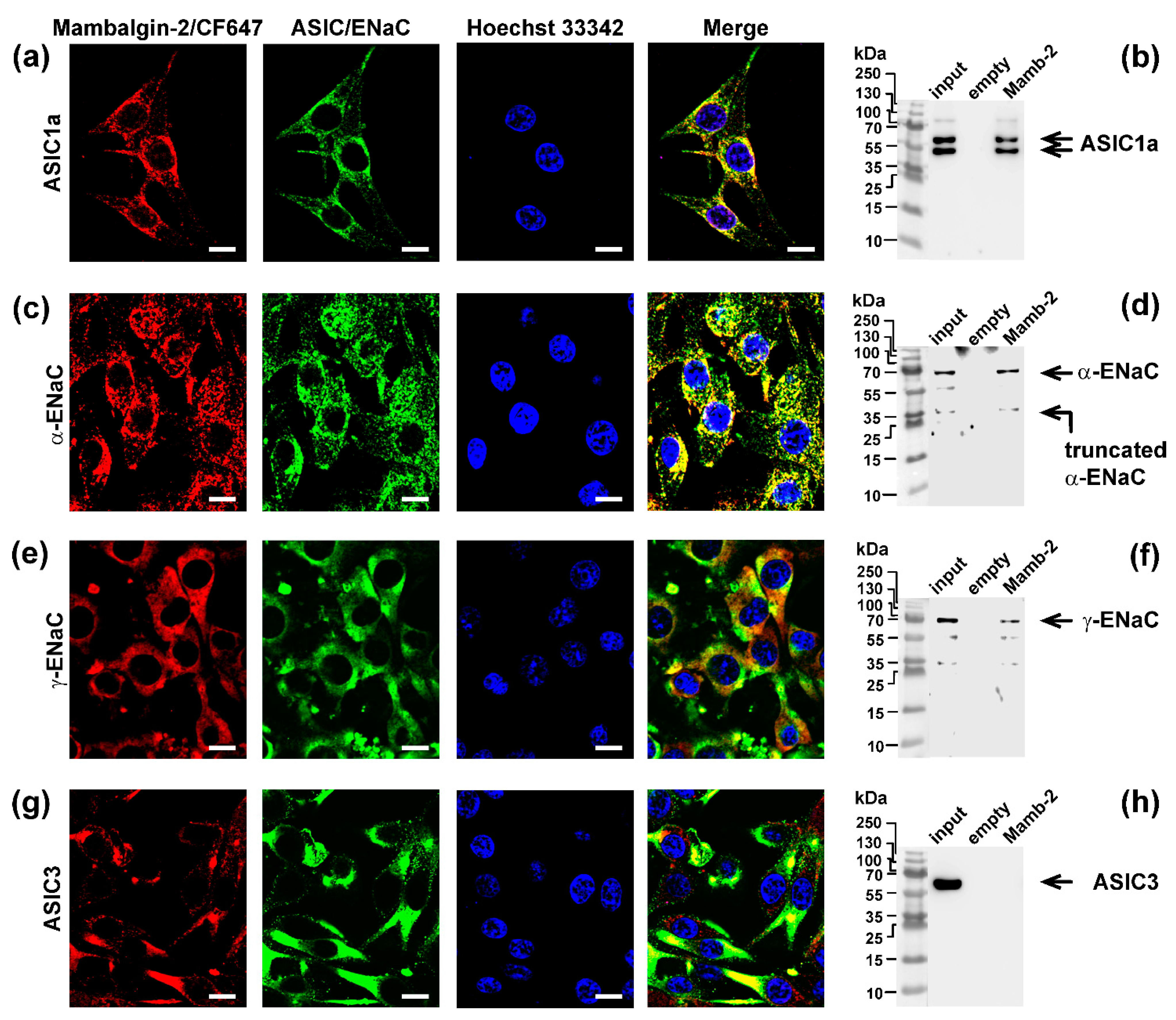Biomedicines 09 01324 g009 Biomedicines 09 01324 g009