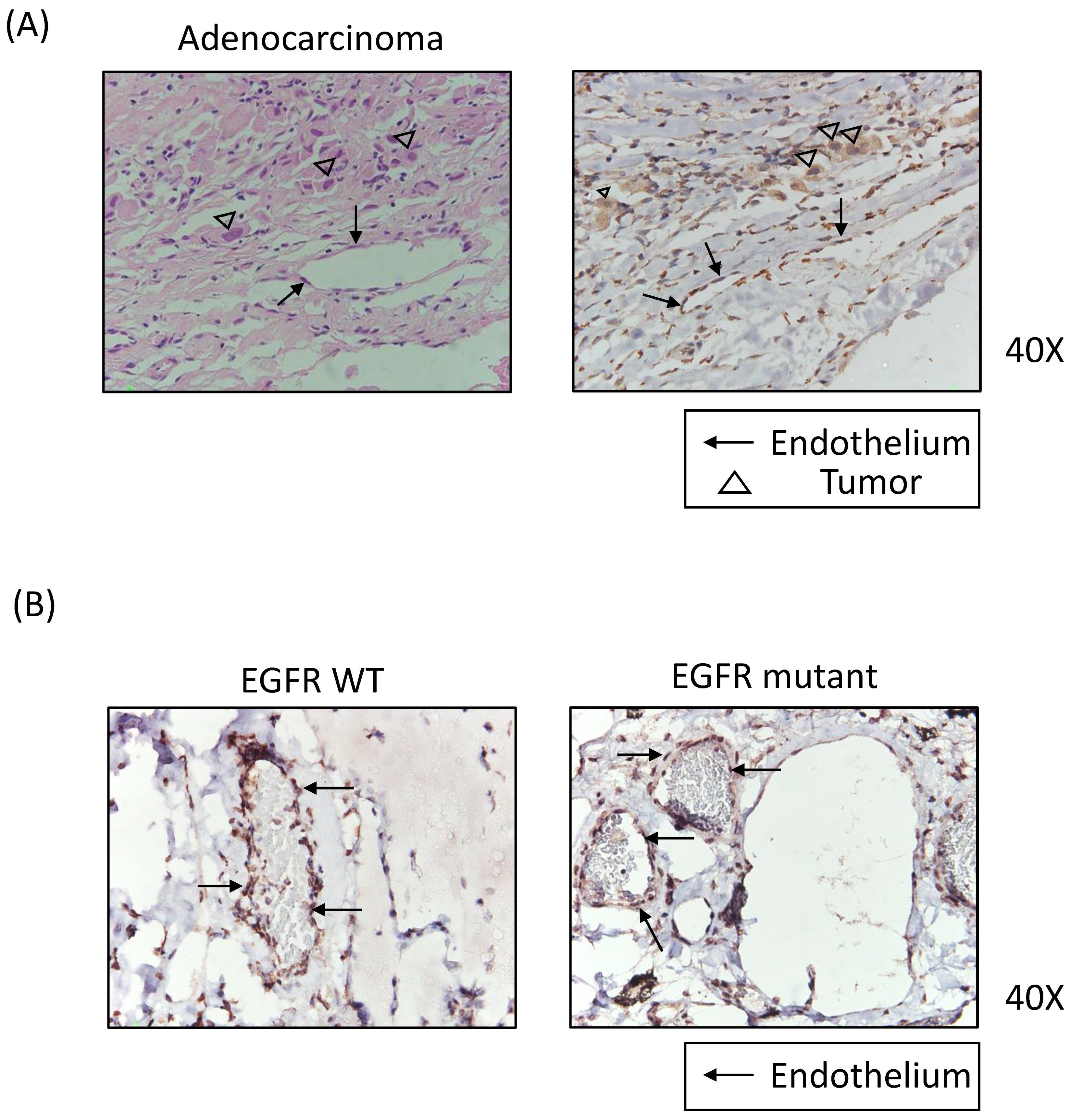 Biomedicines 09 01327 g003
