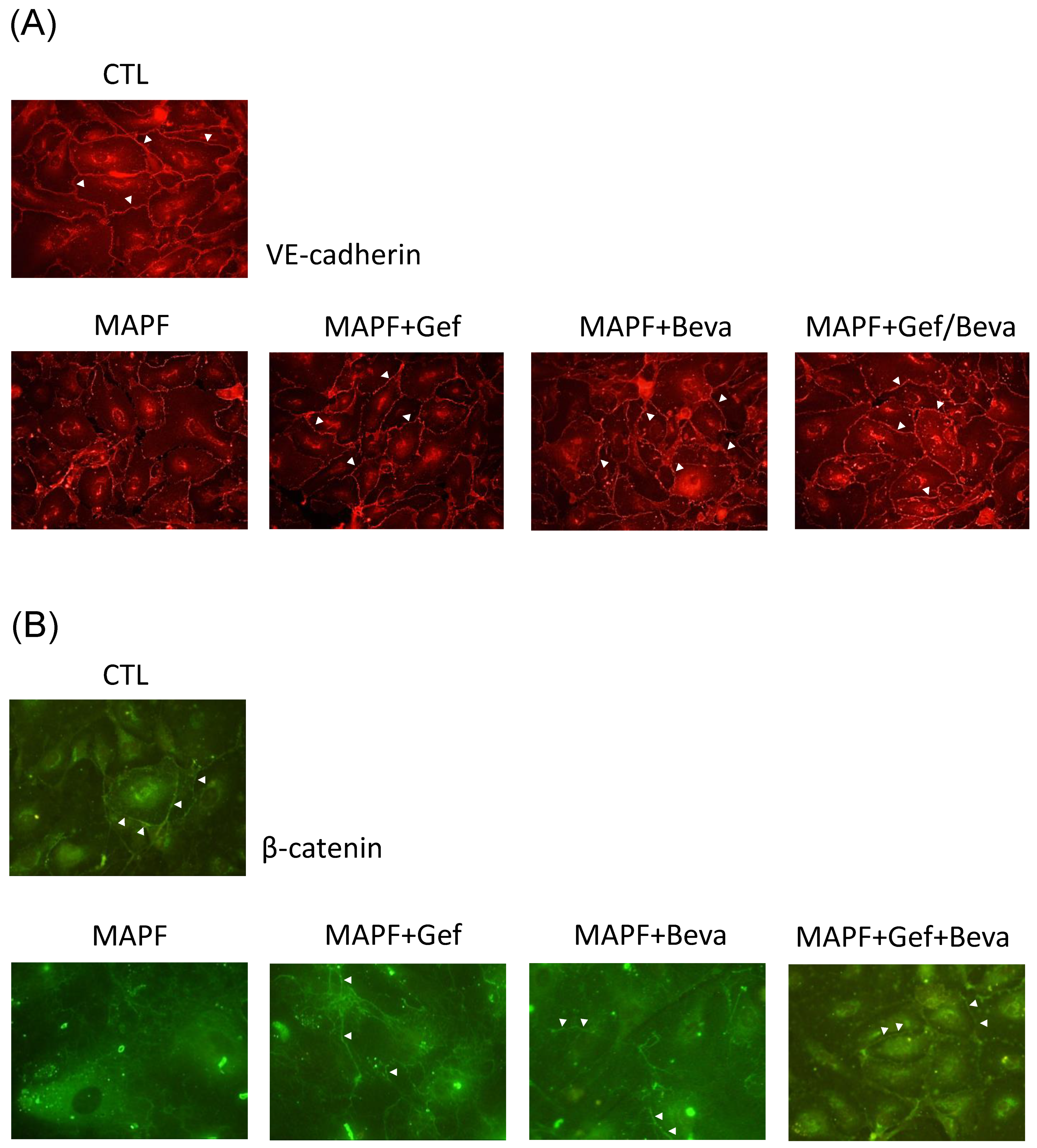 Biomedicines 09 01327 g006