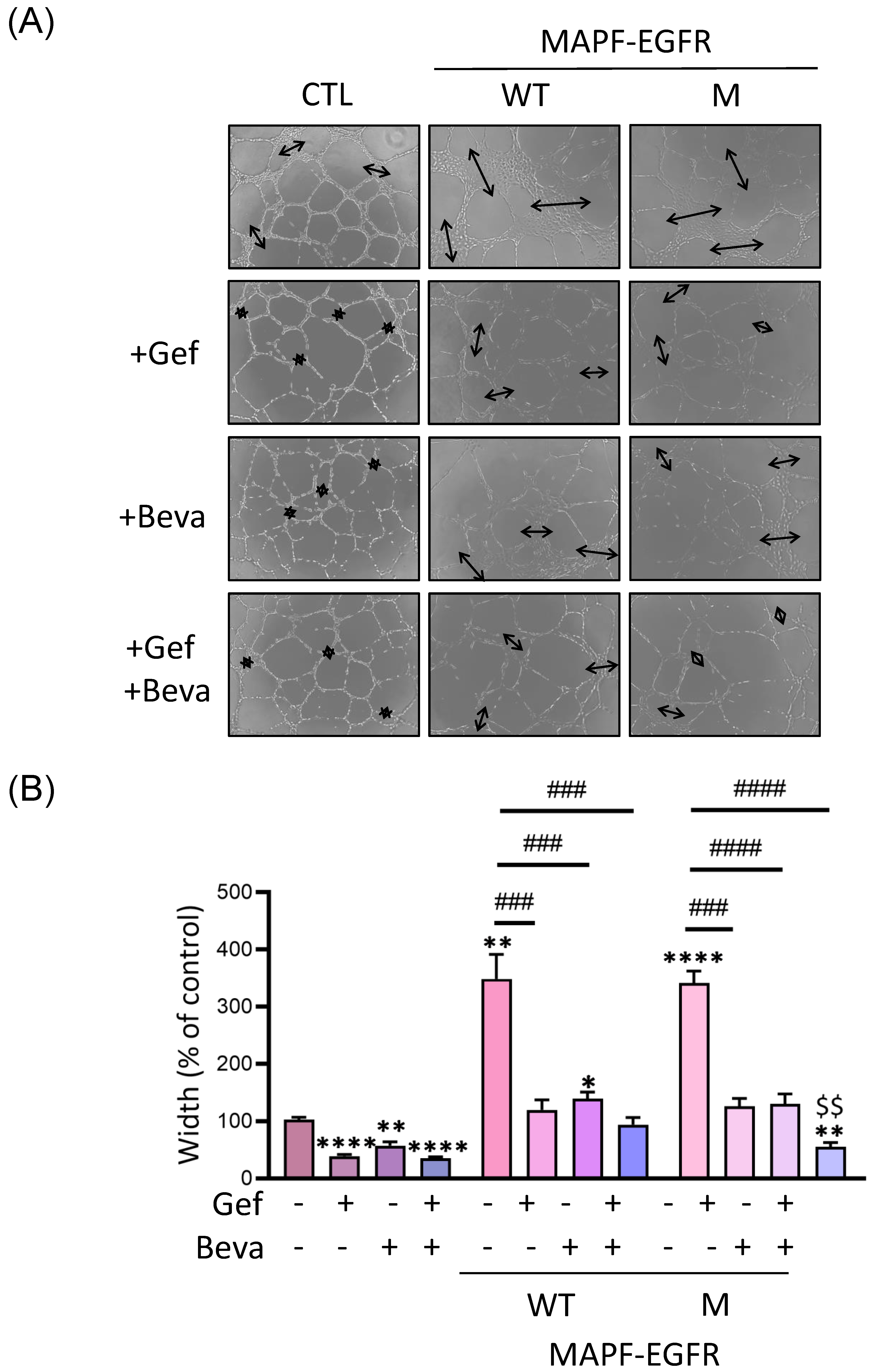 Biomedicines 09 01327 g007
