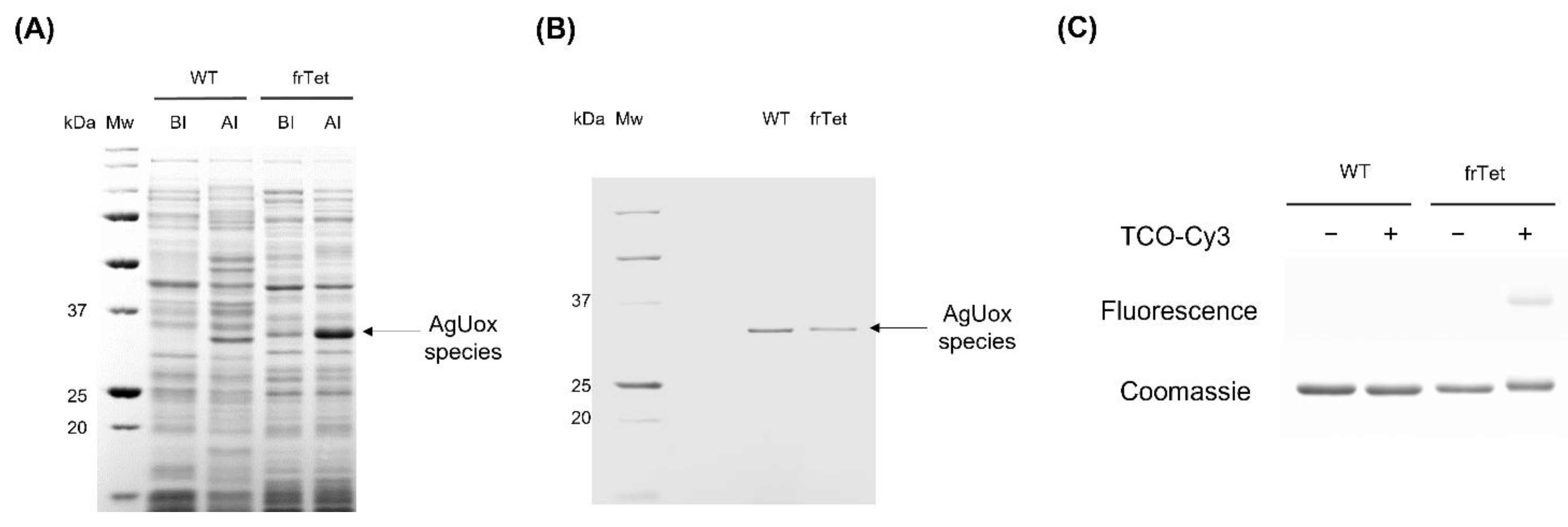 Biomedicines 09 01334 g002