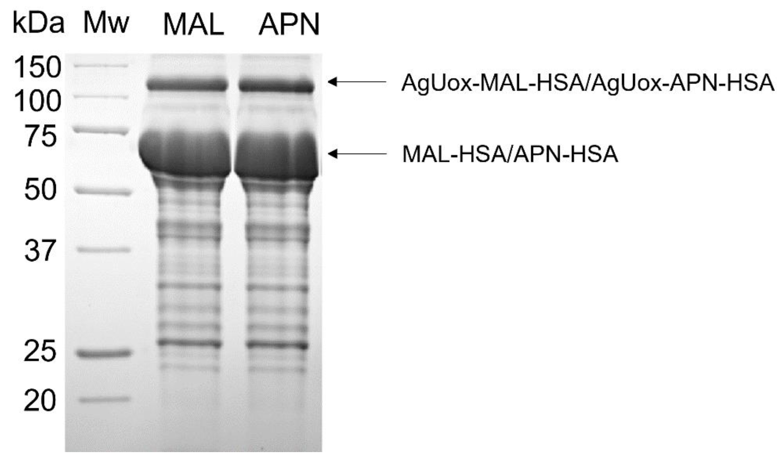 Biomedicines 09 01334 g004