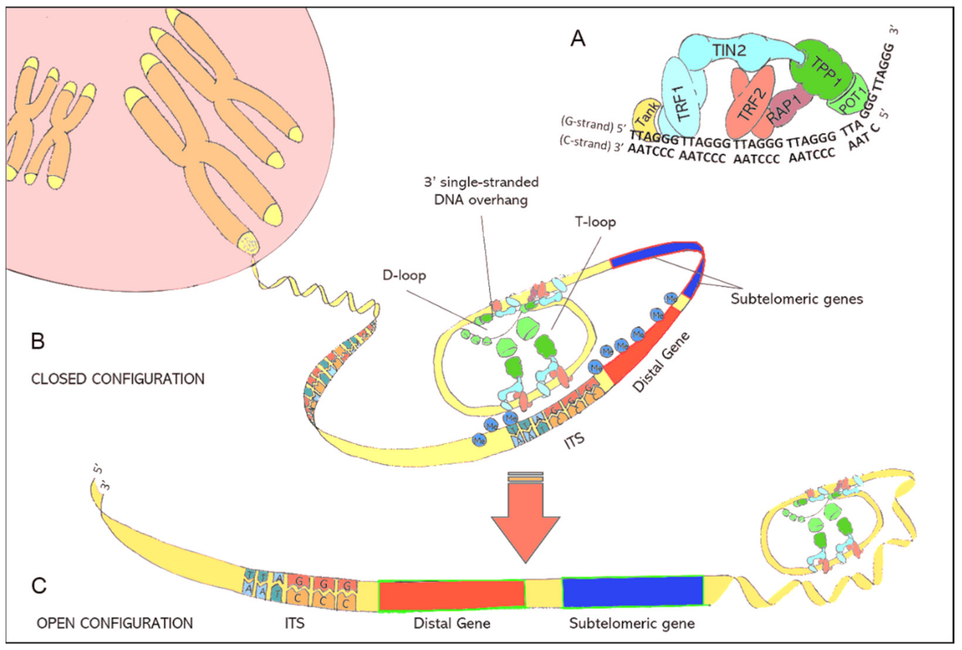 Biomedicines 09 01335 g001 Biomedicines 09 01335 g001