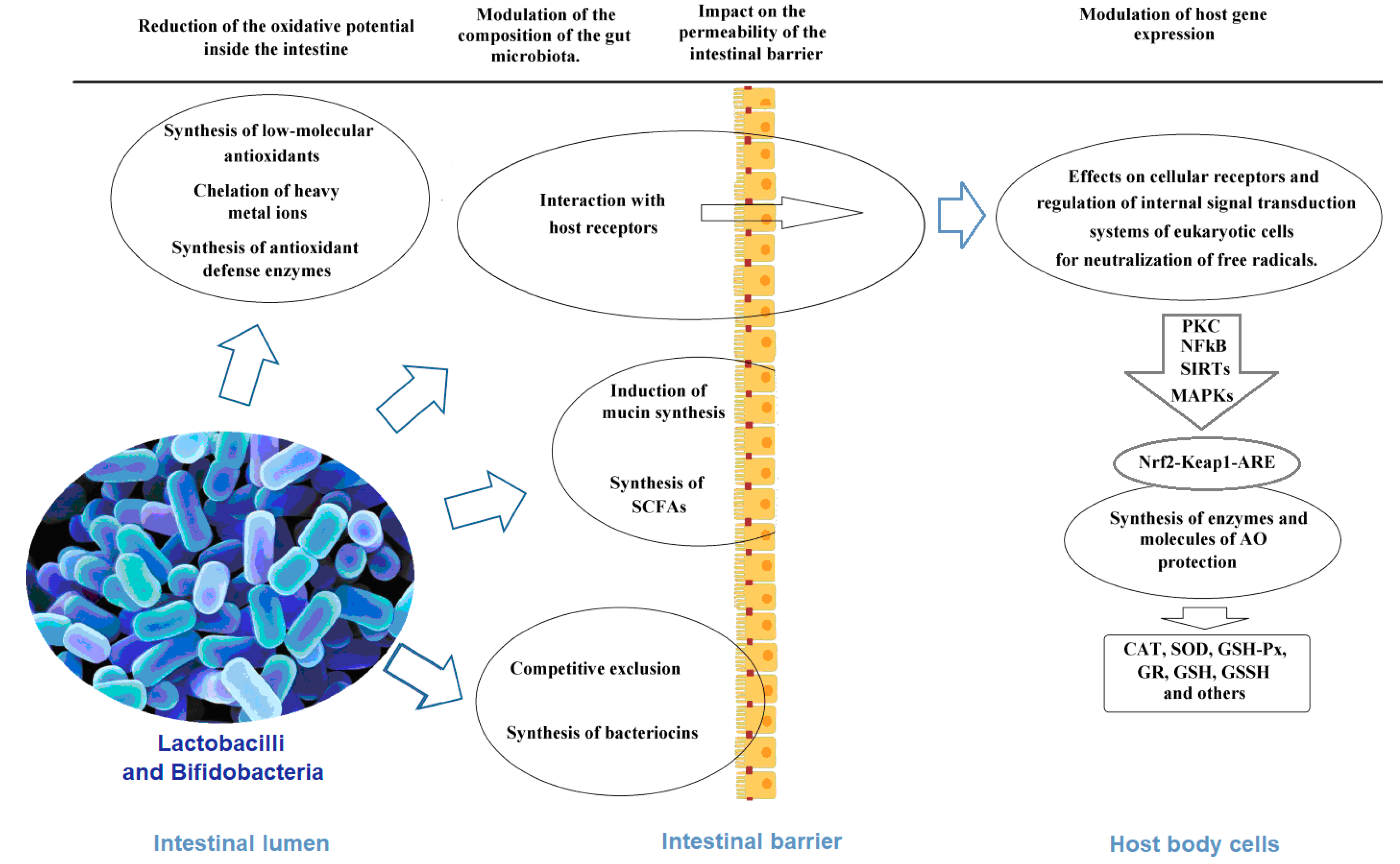 Biomedicines, Free Full-Text